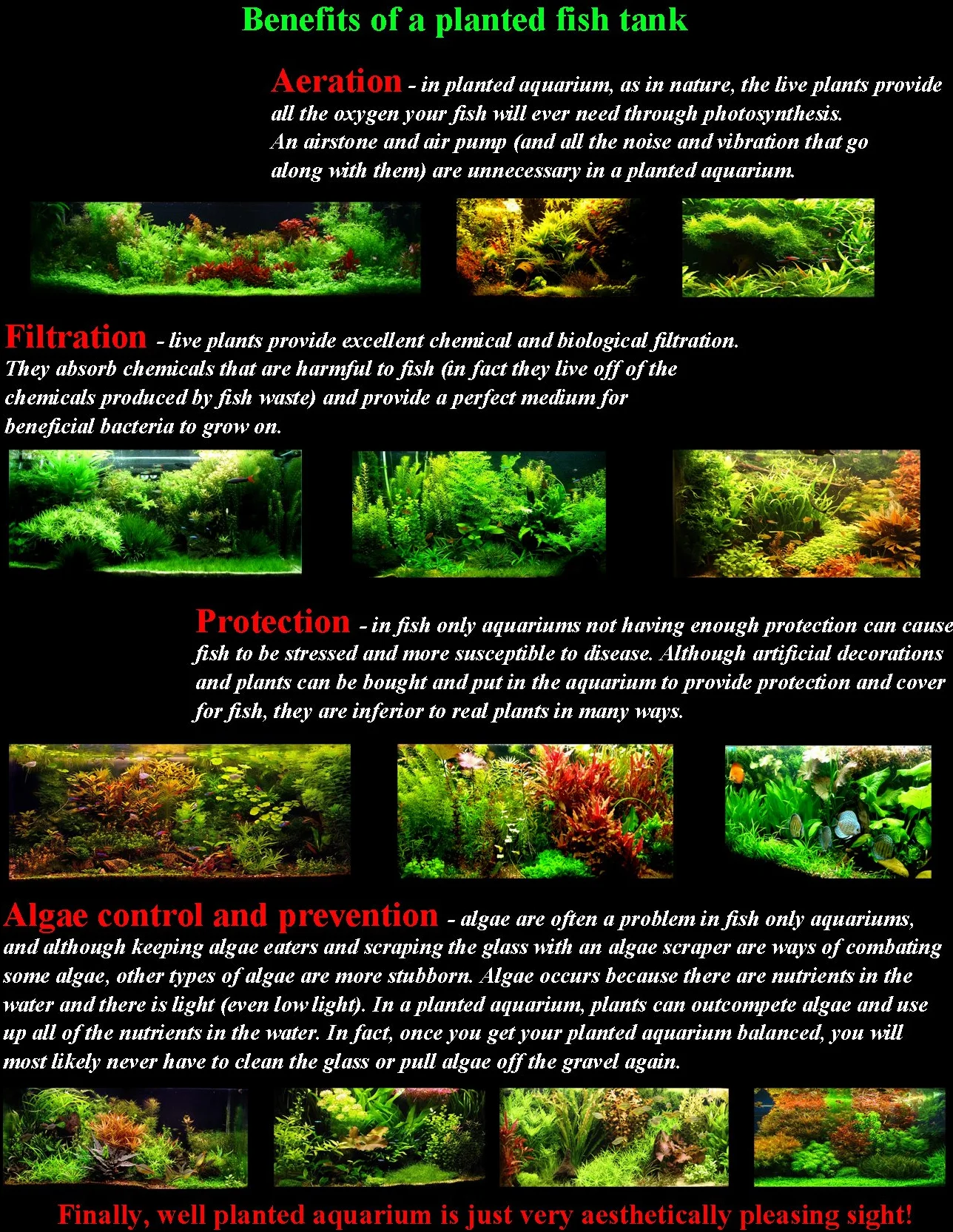 25 piante vive per acquario / 9 diversi tipi – Echinodorus amazonicus, Anubias, felce di Giava, Ludwigia e molte altre Un bel gruppo di piante acquatiche per acquari da 45 – 68 litri.