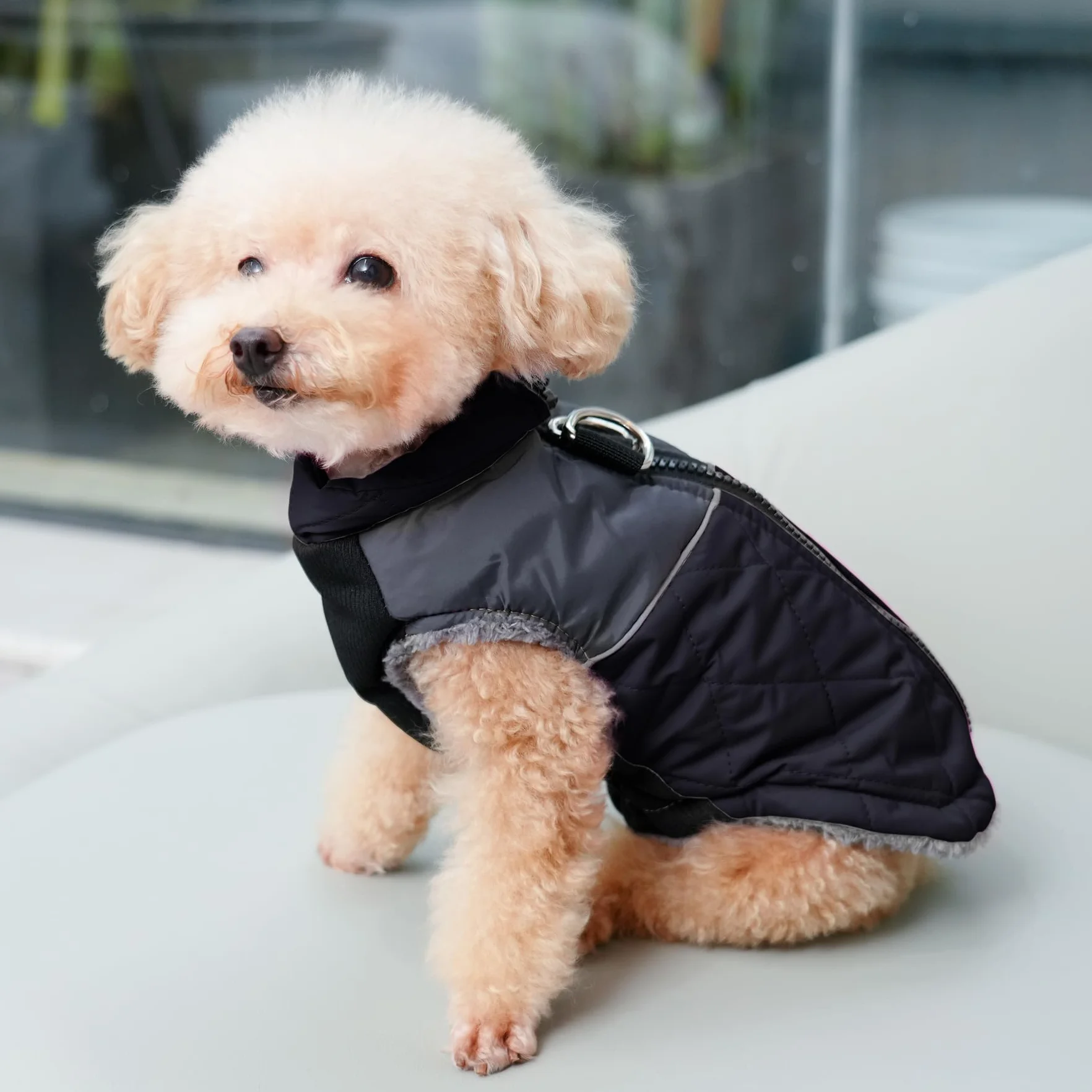 JoyDaog - Cappottino per cani di piccola taglia, impermeabile, in pile caldo, per cuccioli, per l’inverno freddo, con anelli a D, nero, M