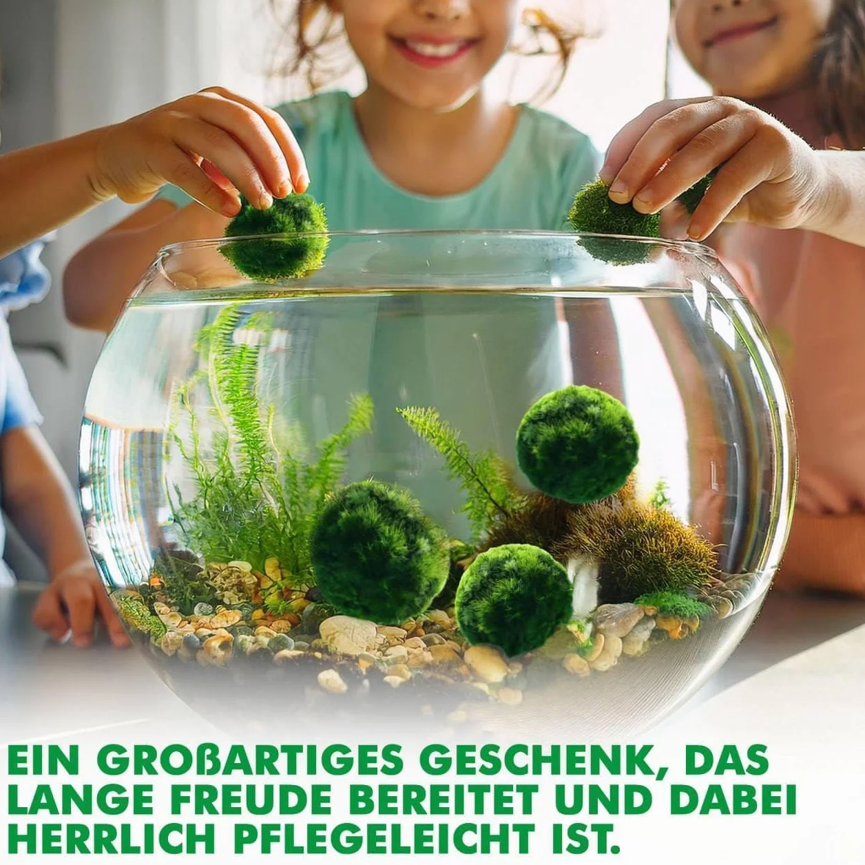 10 pezzi + 1 sfere di muschio per acquario, Cladophora aegagropila linneiae muschio, piante acquarie, muschio, decorazione per acquario, piante vere, marimo, moosball (2-3 cm)