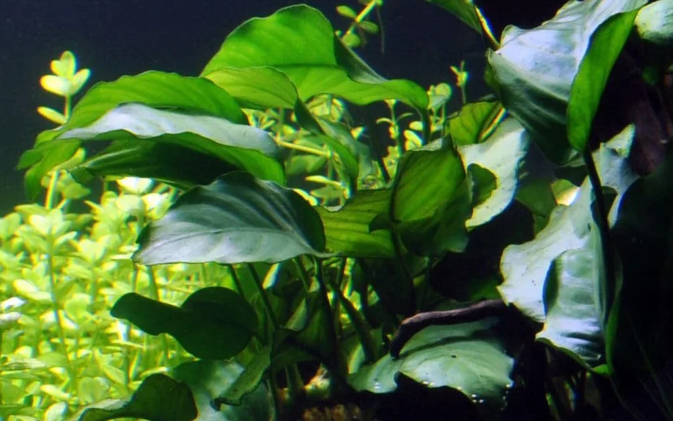 AquaOne Pianta per acquario Anubias barteri var. barteri | Pianta acquatica per acquario, rizoma/rizoma, completamente radicata, facile da pulire, decorazione per Aquascaping