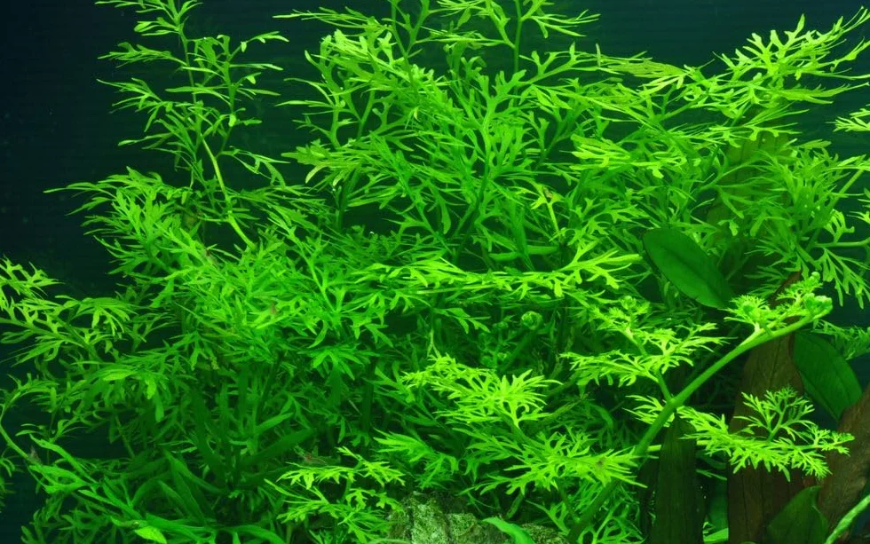 AquaOne Pianta per acquario, ceratopteris thalictroides, pianta acquatica, pianta a stelo completamente radicato, facile da pulire, decorazione Aquascaping