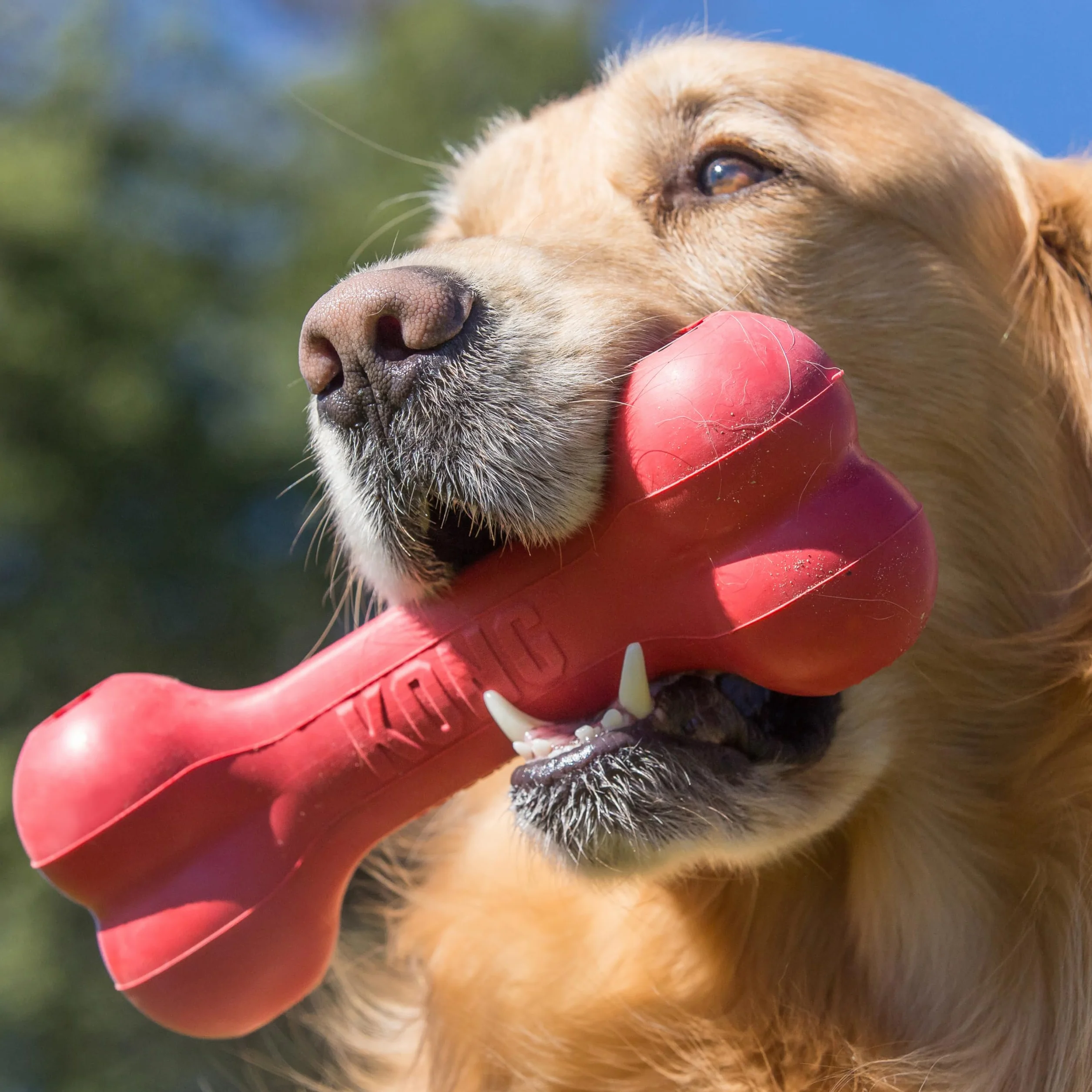 KONG Goodie Bone - Osso Classico In Gomma Naturale - Dispensatore Di Biscotti per Cani - Rosso - Per Cani Piccoli