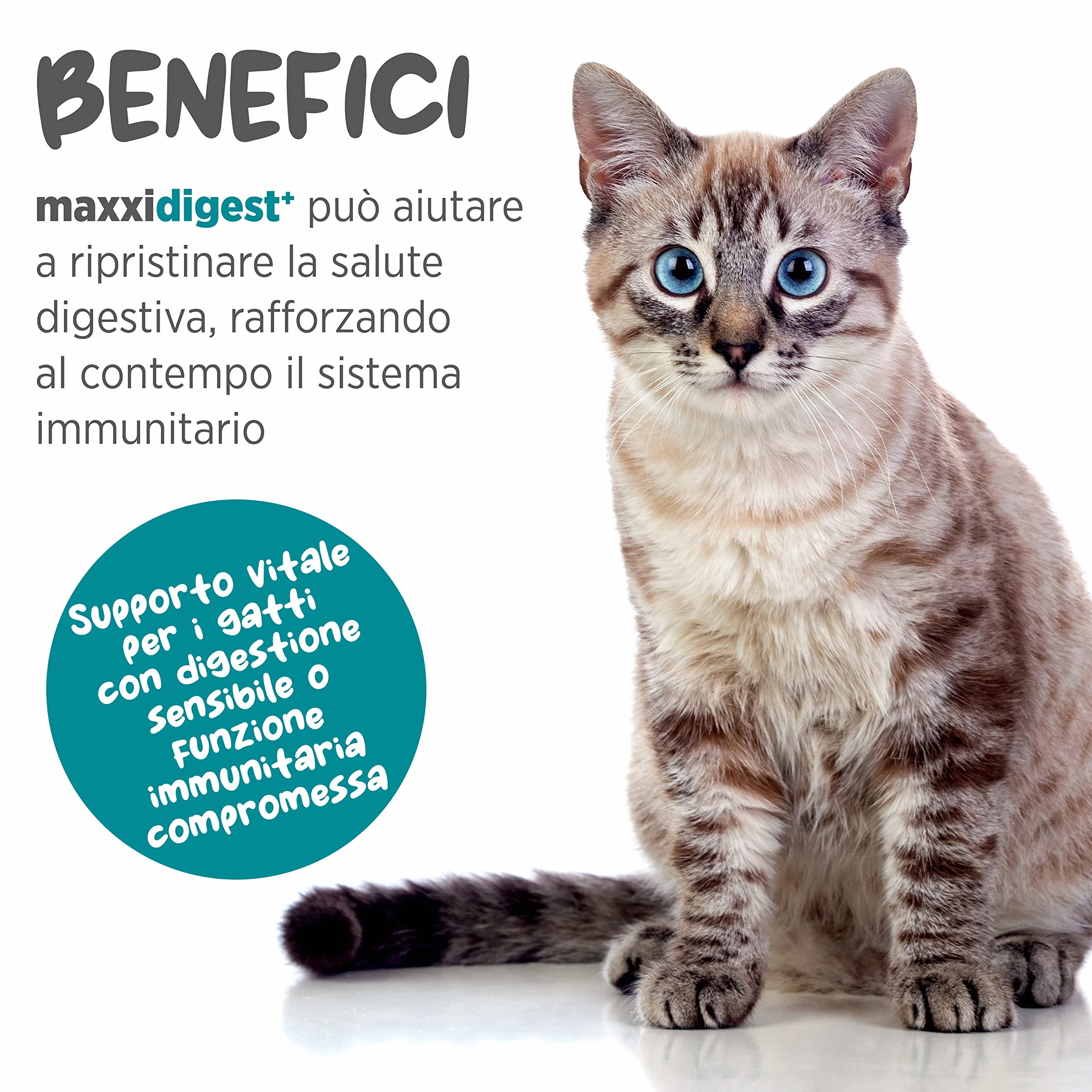 maxxipaws maxxidigest+ Prebiotici e Probiotici per Gatti - Integratore per l'Apparato Digerente e il Sistema Immunitario, 90g
