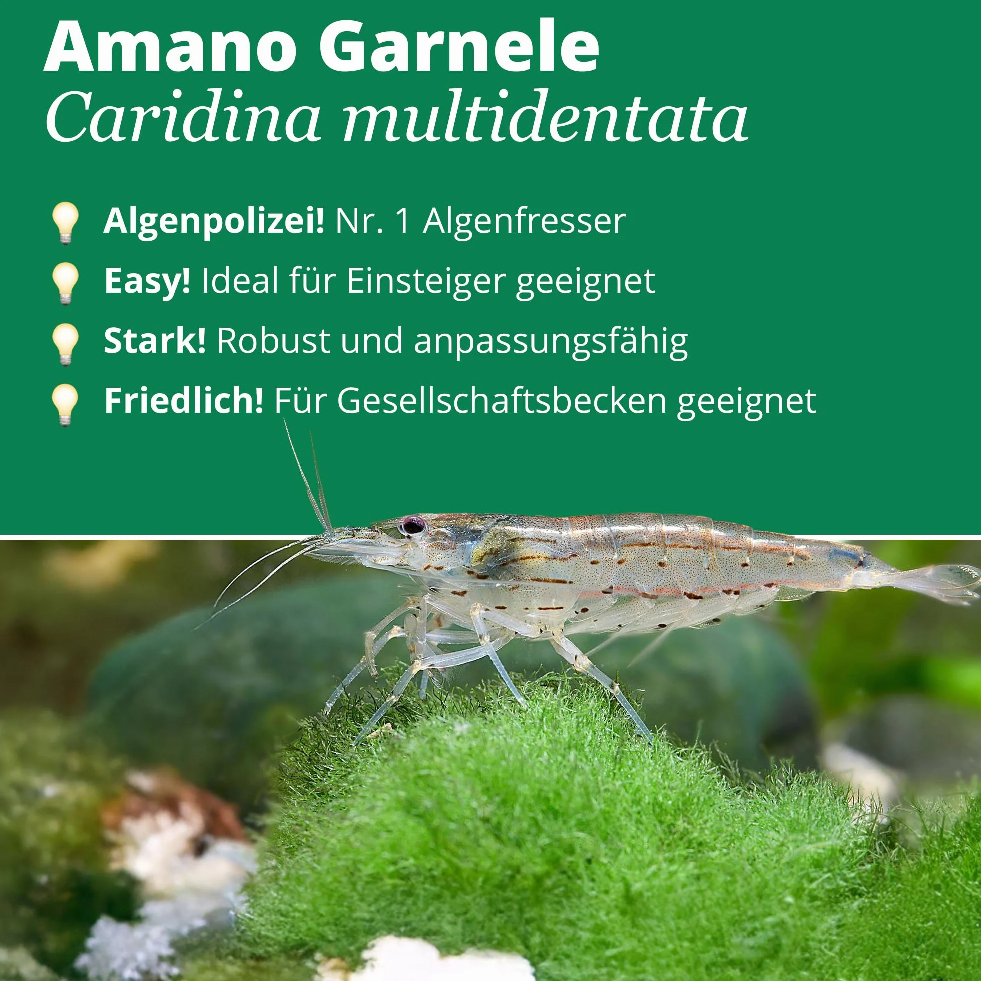 garnelio – amanog arnele – cari Dina japonica – 5er gruppo