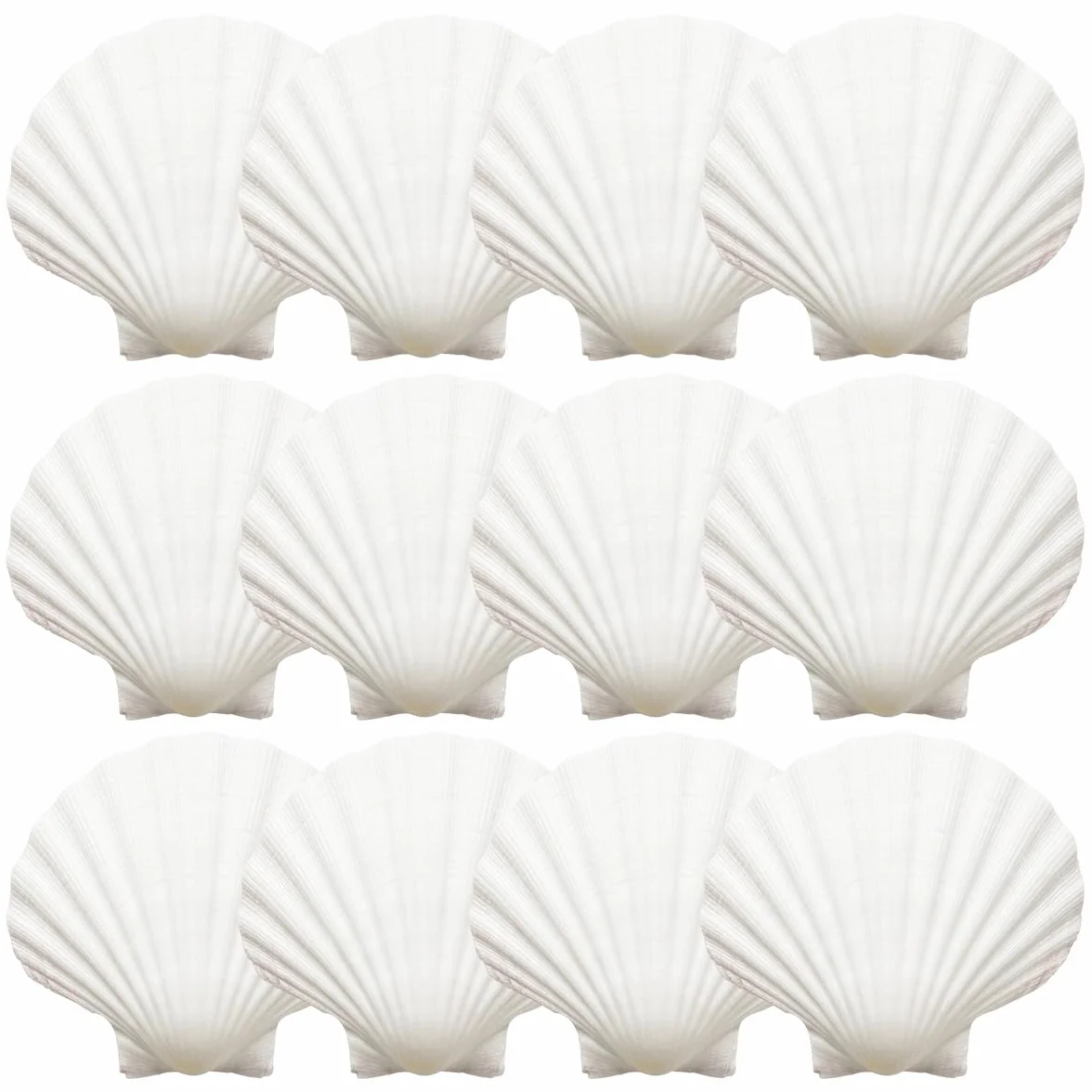 Conchiglie di Capesante Bianche Naturali 12 Pezzi 9-10cm Grandi Decorative per Artigianato Acquario