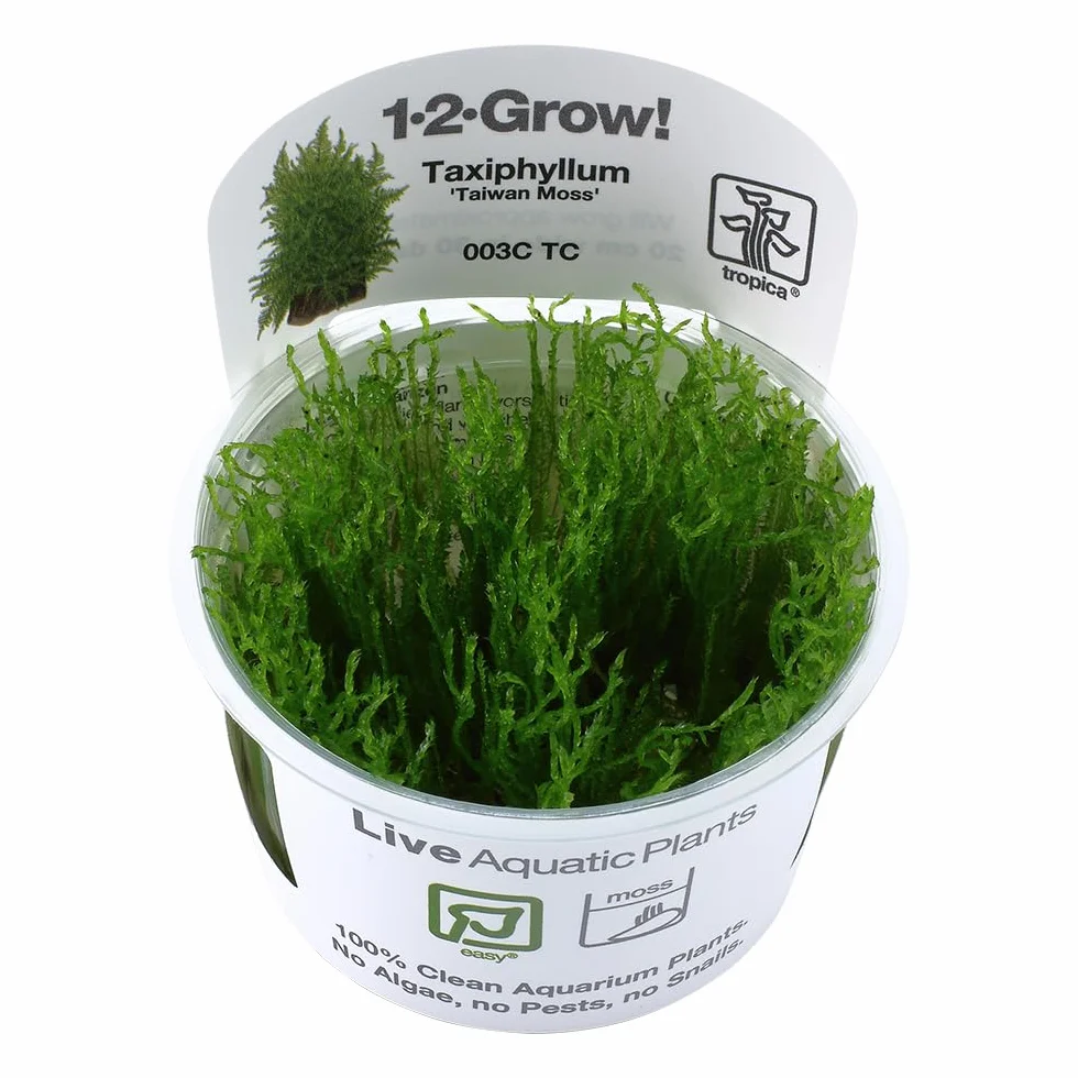 TROPICA Plants 1-2-GROW! TAXIPHYLLUM Taiwan Moss Aquascaping