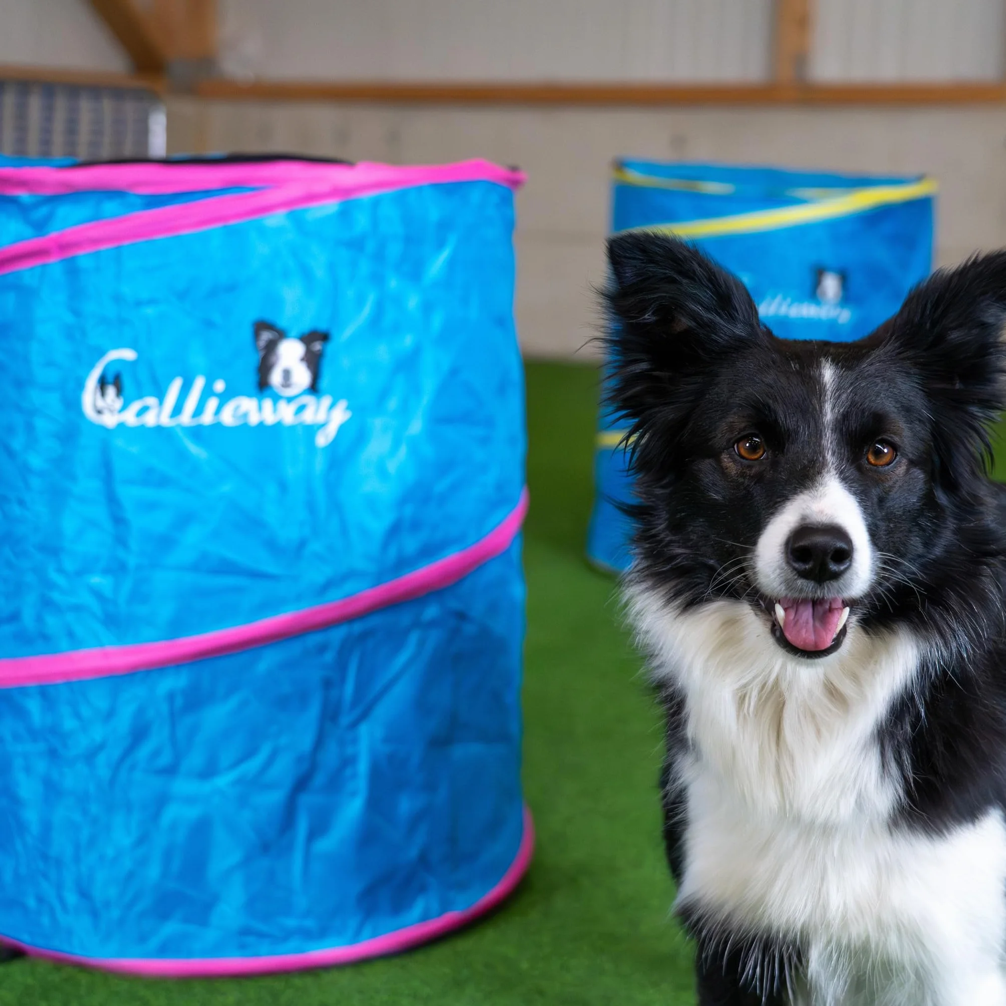 Callieway Hoopers Agility Barrel – Tonnella/barile per addestramento del cane (confezione doppia, blu) | Leggero, stabile e pesante | Include borsa per il trasporto | Agility Parcours per cani | Blu