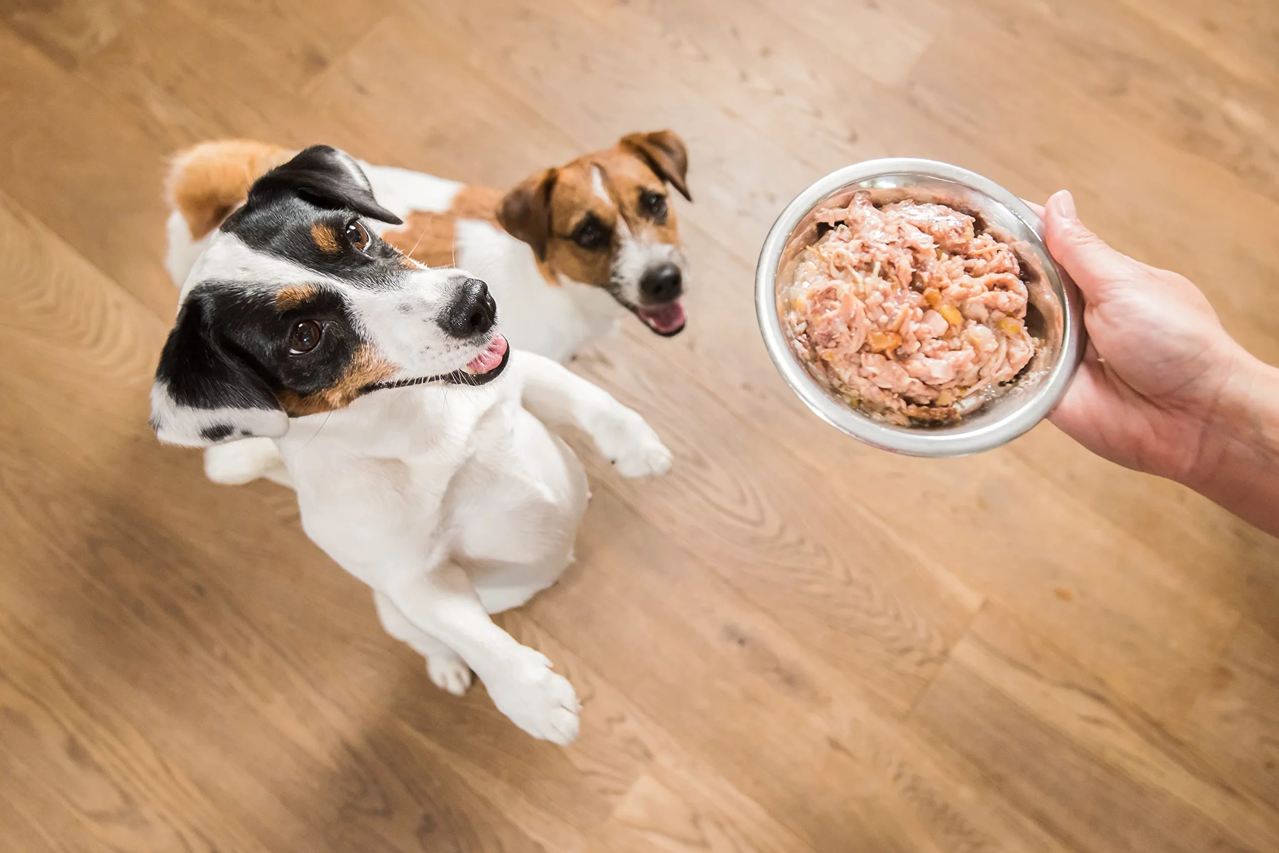 Schesir, Cibo Umido per Cani Adulti con Spigola e Tonnetto, in Morbida Gelatina (24 Lattine da 85g)