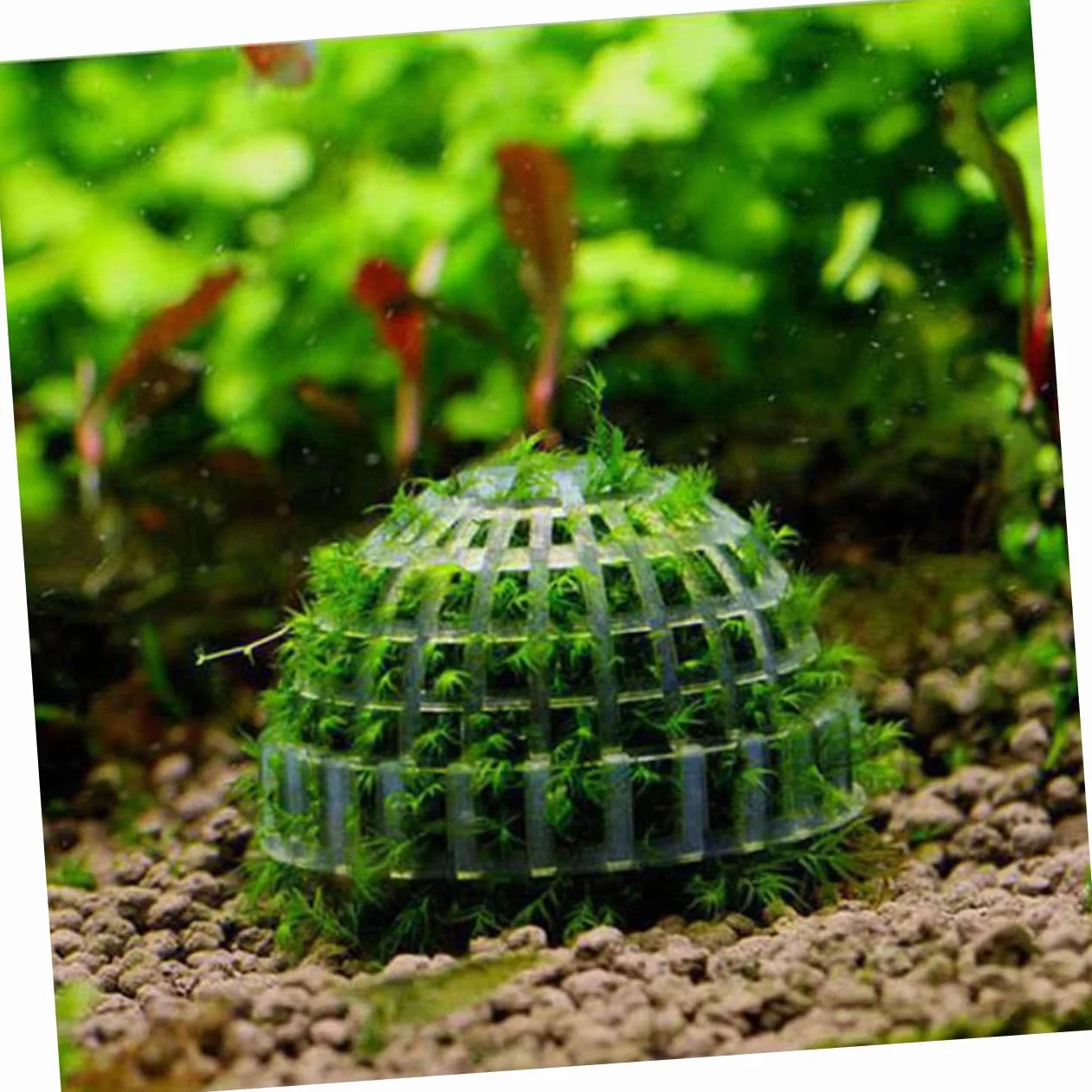 Casa Decorativa per Gamberetti Trasparente Sfera di Muschio in Plastica per Acquari, Struttura a Vite, Purifica L'acqua e Favorisce la Crescita delle Piante Acquatiche
