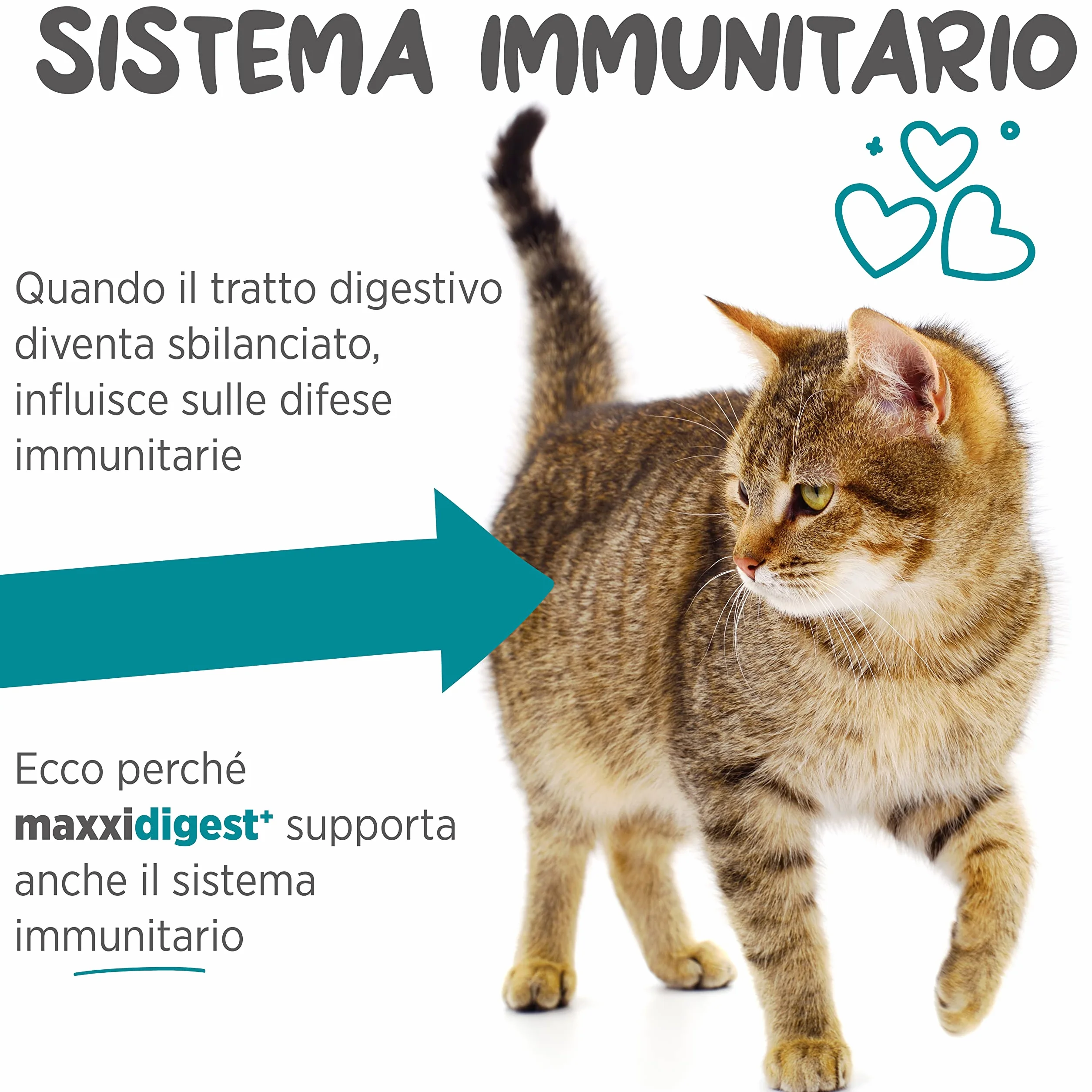 maxxipaws maxxidigest+ Prebiotici e Probiotici per Gatti - Integratore per l'Apparato Digerente e il Sistema Immunitario, 90g