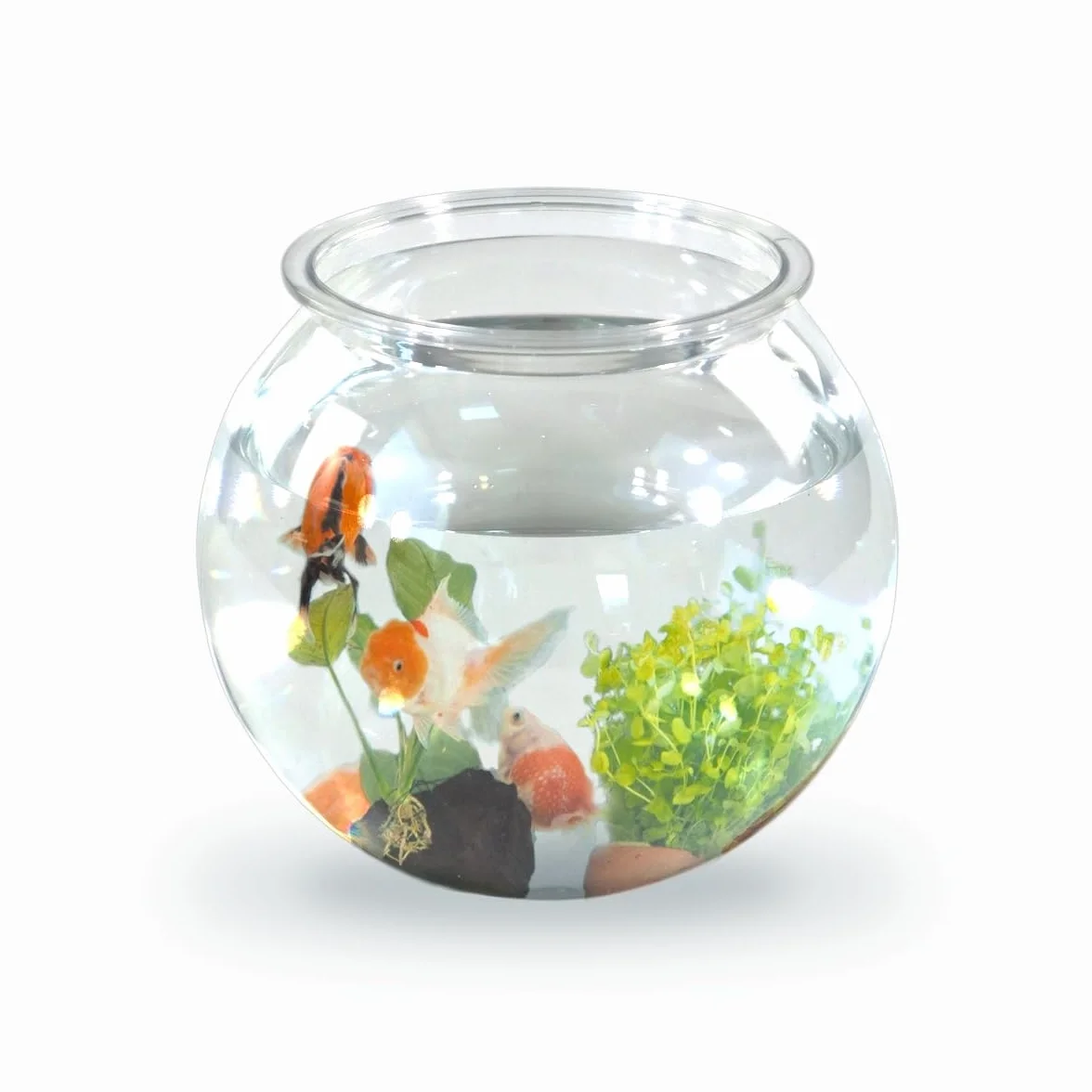Mobiclinic® pets, Boccia per pesci, Rotondo, Nemo, 4 litri, Plastica pet eco, Design trasparente, 20x20x17, 5cm, Facile pulizia, Resistente, Ideale la decorazione domestica, Erbe acquatiche