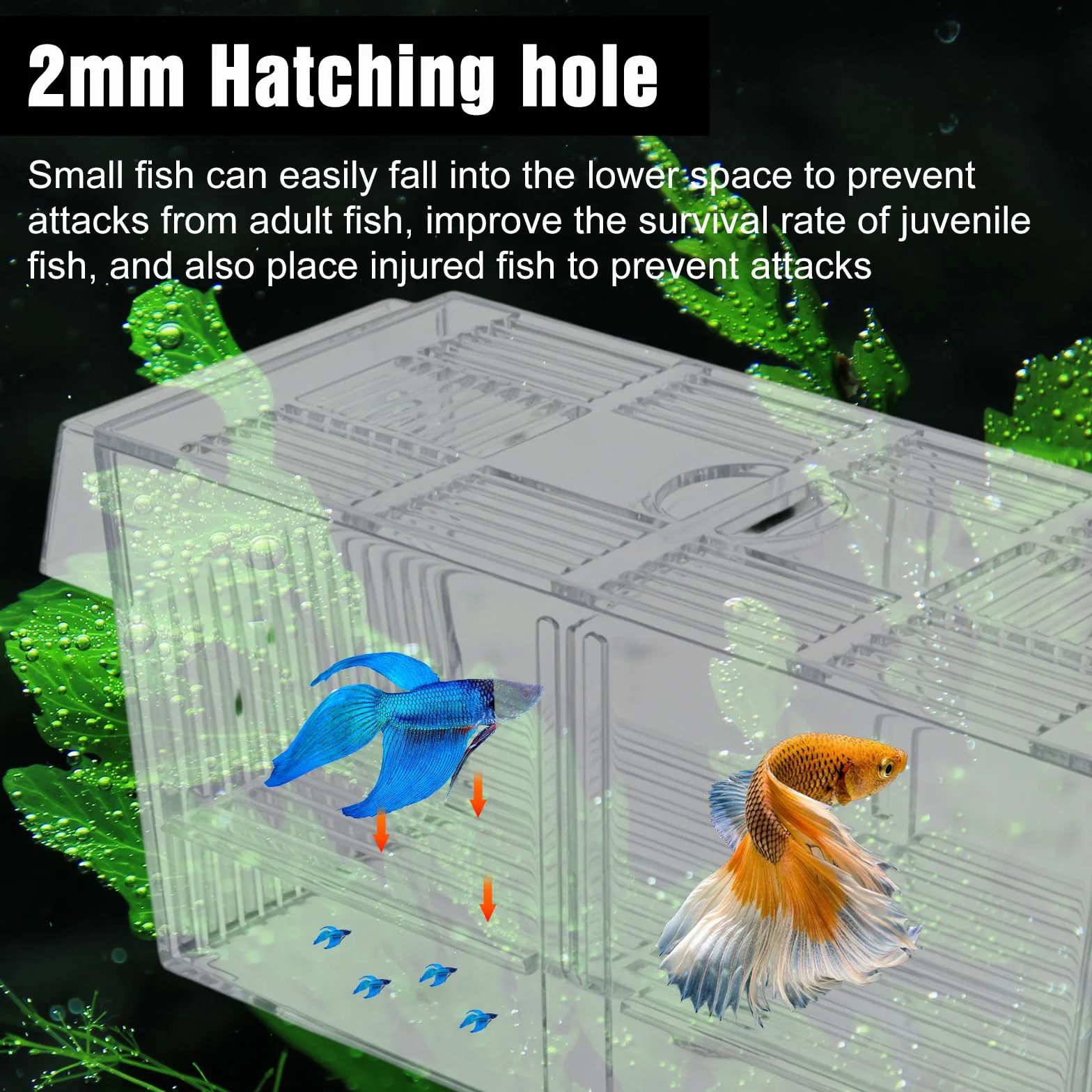 Cassetta di scarico per acquario, grande per acquario, con rete di tenuta per pesce, serbatoio di allevamento acrilico per acquari, design a due camere, per pescatori di bambini, gamberetti