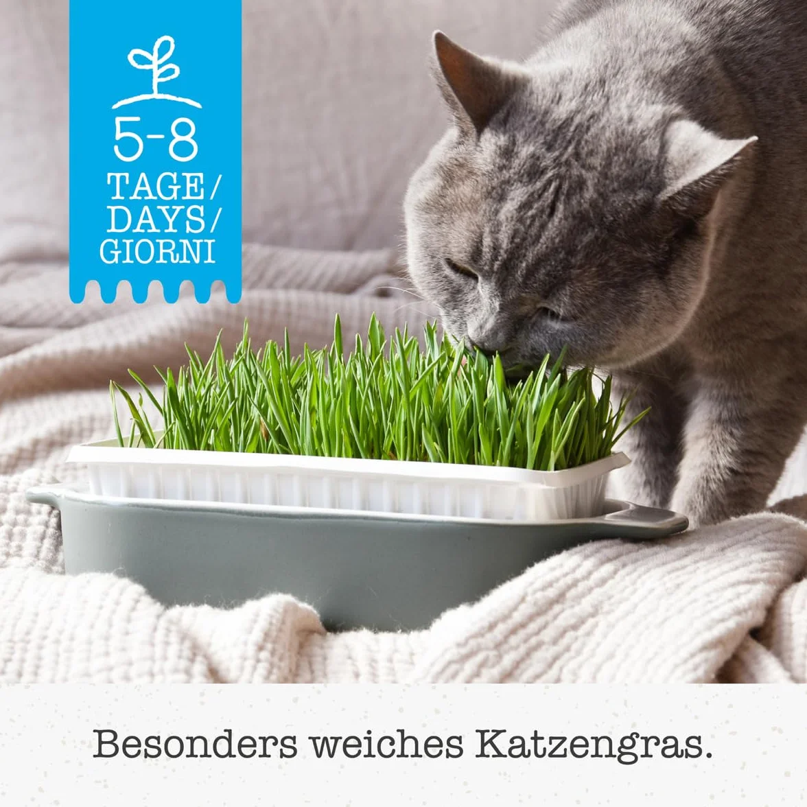 GimCat Soft-Gras, Erba per gatti tenera e ricca di vitamine con coltivazione rapida in soli 5-8 giorni, 1 vaschetta, 1 x 100 g