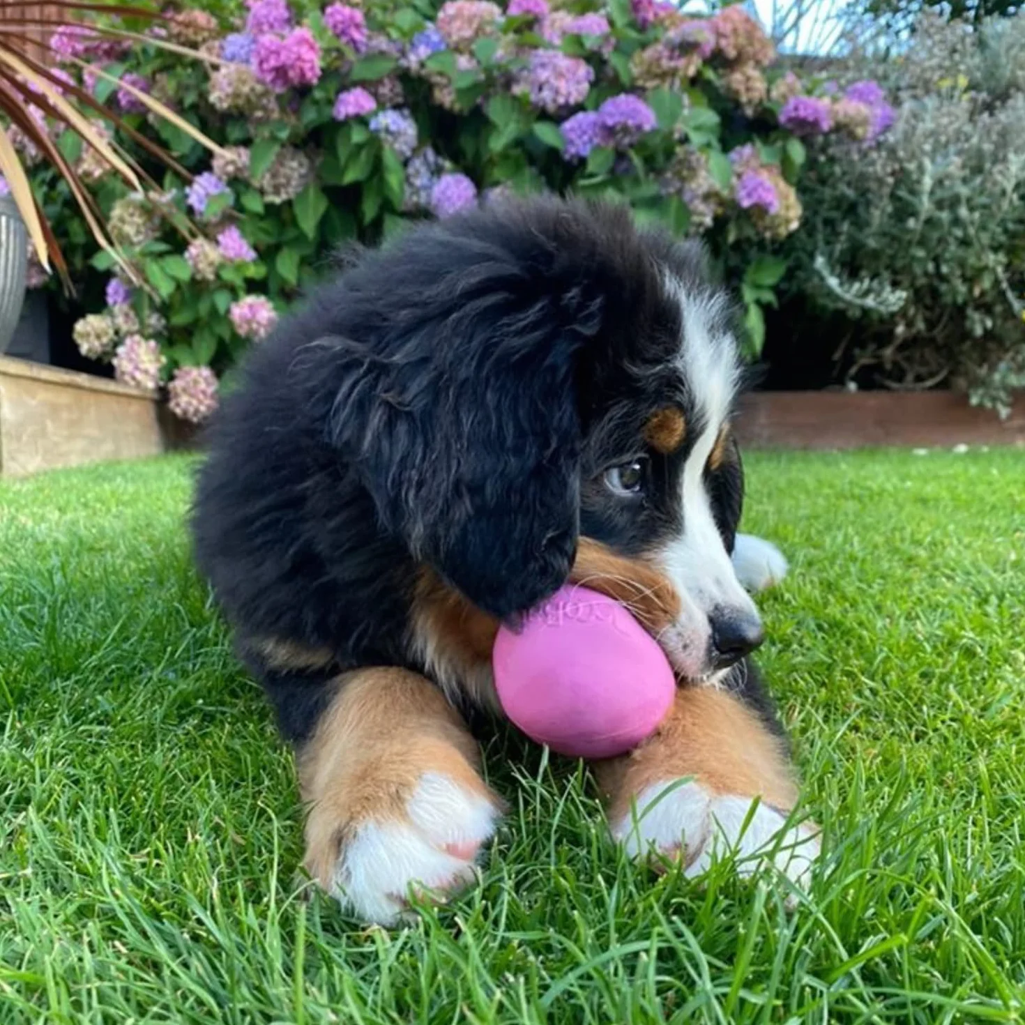 BecoThings Pallone Giocattolo per Cani