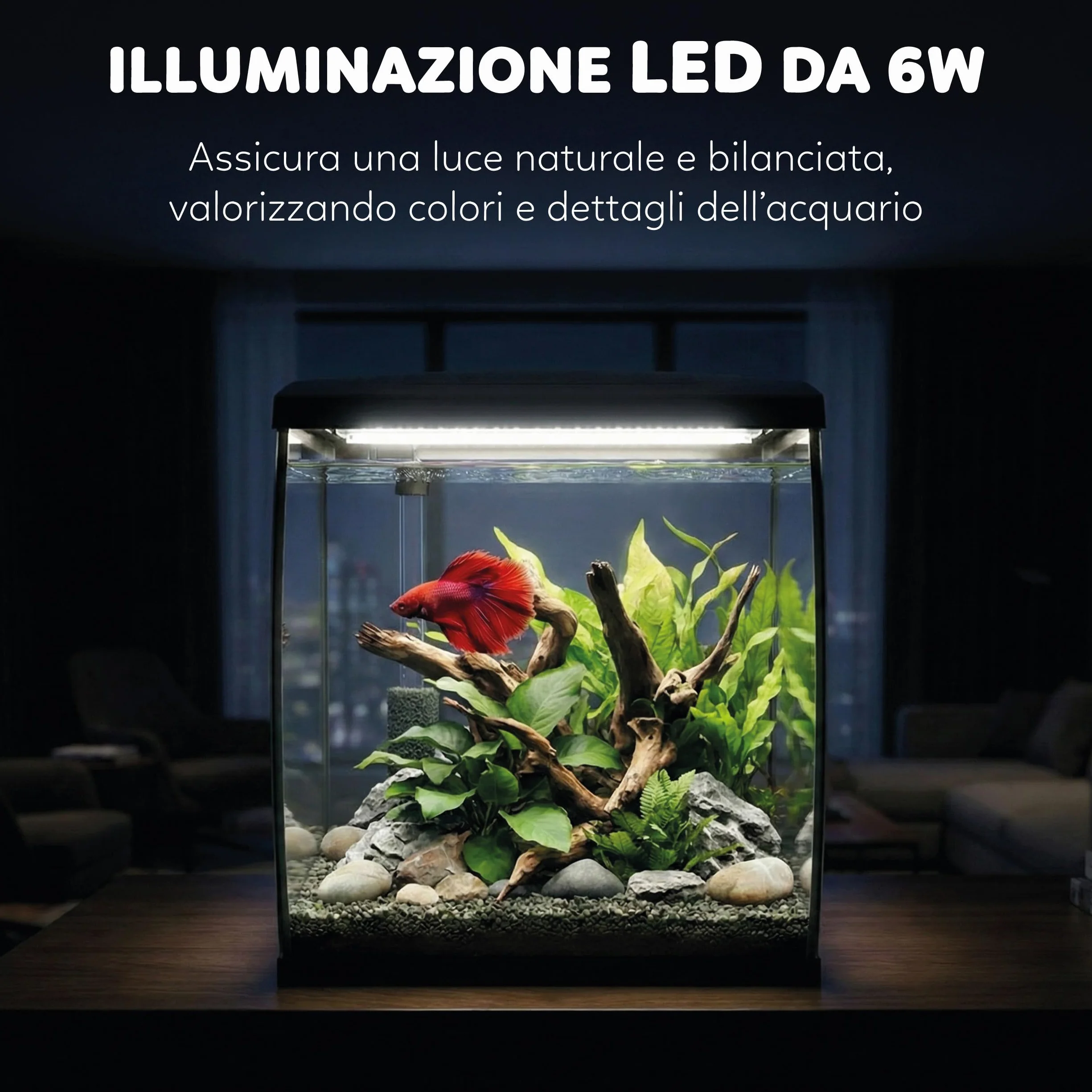AQPET CurVe Acquario in Vetro Curvo 35L con Filtro Superiore Integrato e LED 6W – Acquario di Design da Scrivania con Pompa Inclusa e Coperchio per Distributore Automatico Mangime (Nero)
