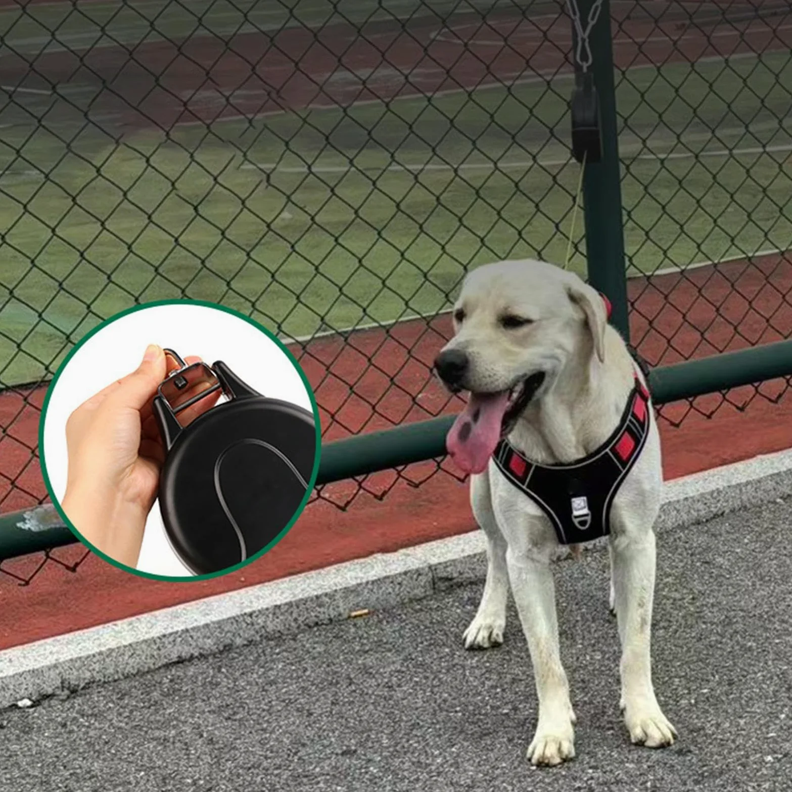 Guinzaglio Estensibile Per Cani Robusto e a Lunga Durata | Estensibile da Parete per Cuccioli e Cani Adatto A Animali Passeggiata Corsa Escursionismo Campeggio Spiaggia Cortile