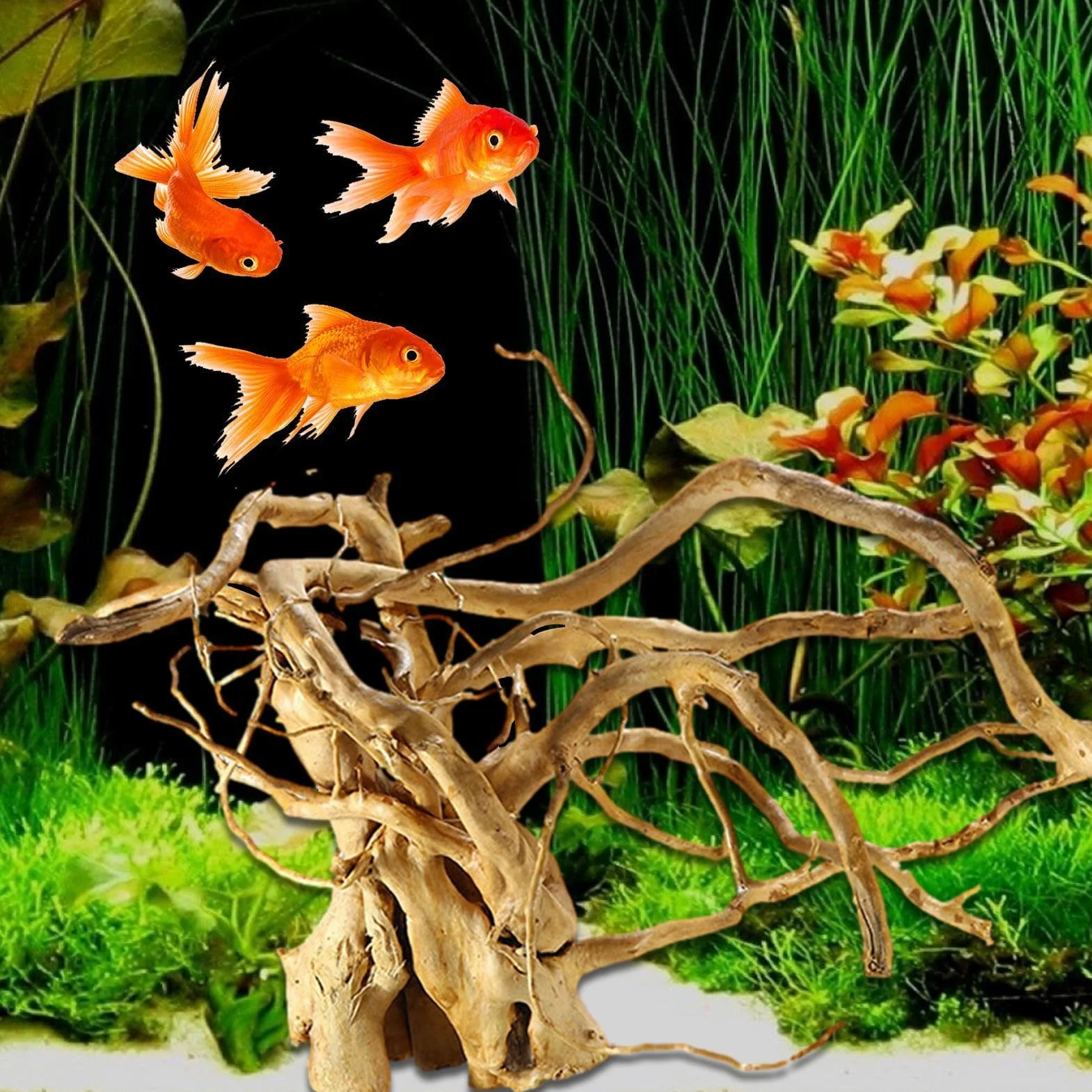 Legni, legni e Naturali per rettili, radice di palude per acquari, radice di palude in Vero Legno, radice del Deserto, Acquario, terrario, radice di mangrovia