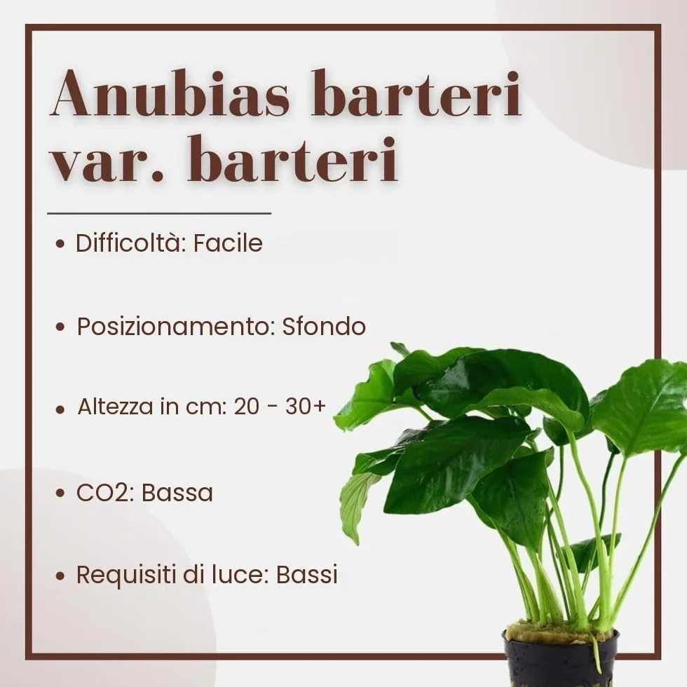 AquaOne Pianta per acquario Anubias barteri var. barteri | Pianta acquatica per acquario, rizoma/rizoma, completamente radicata, facile da pulire, decorazione per Aquascaping