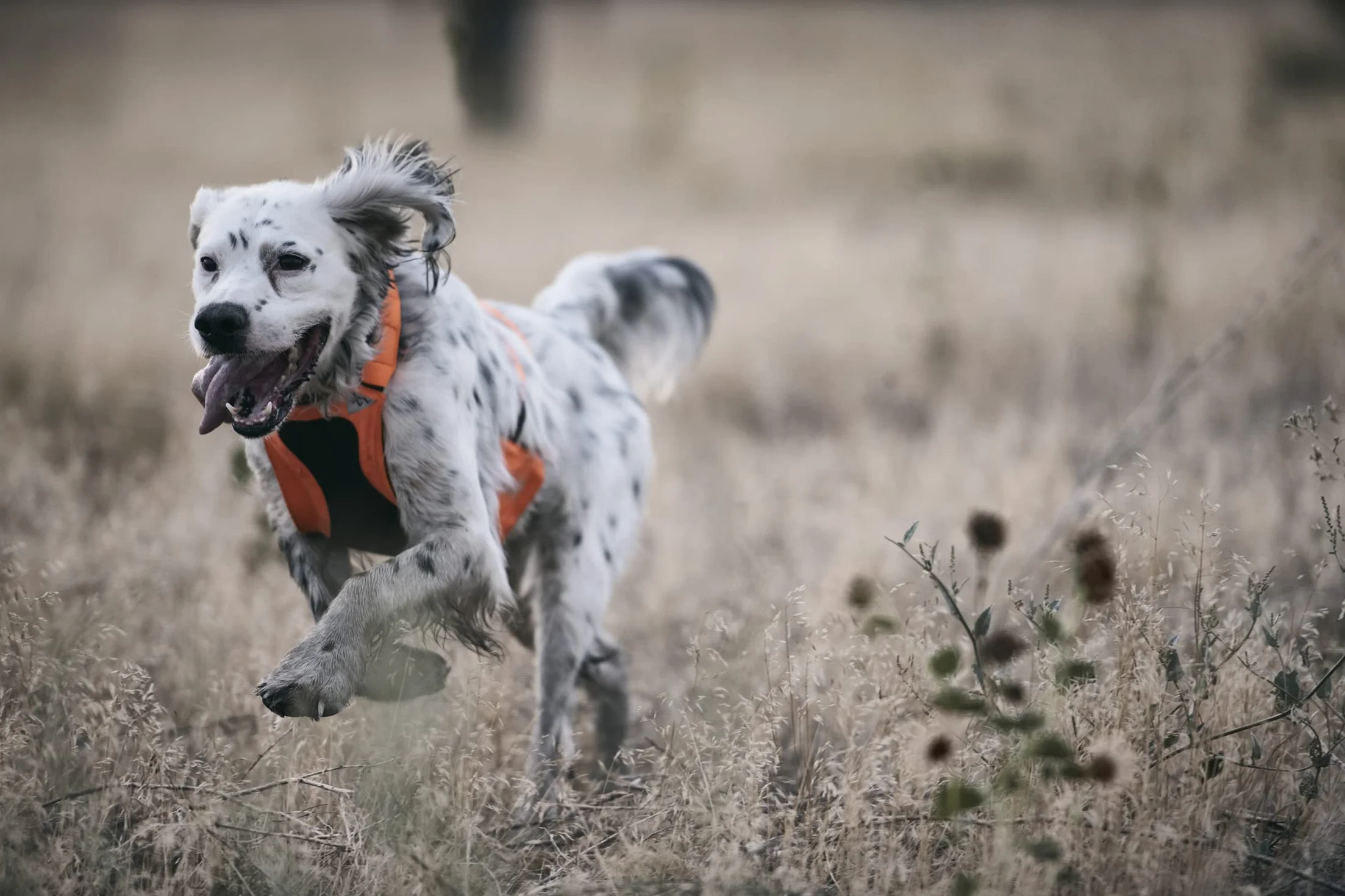 Browning Gilet di protezione per cani da caccia per cani, di sicurezza, arancione, taglia M
