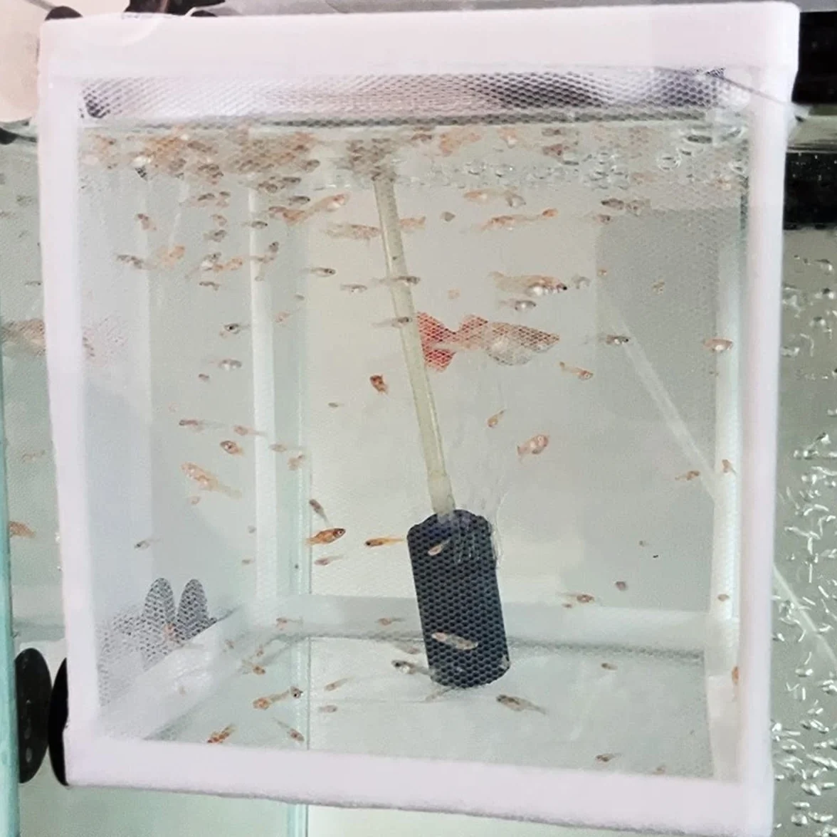 Scatola di Allevamento di Pesci,Incubatore di Pesce Acquario Doppio Strato Scatola di Isolamento Allevatore di Pesci Acquario Nursery Isolamento Rete con Ventosa per acquario (Bianco)