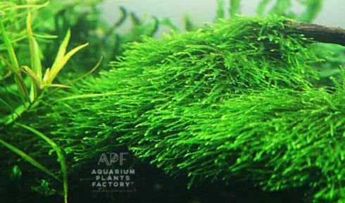 Java Muschio Vesicularia Golf Ball Acquario APF Live Aquatic Plants