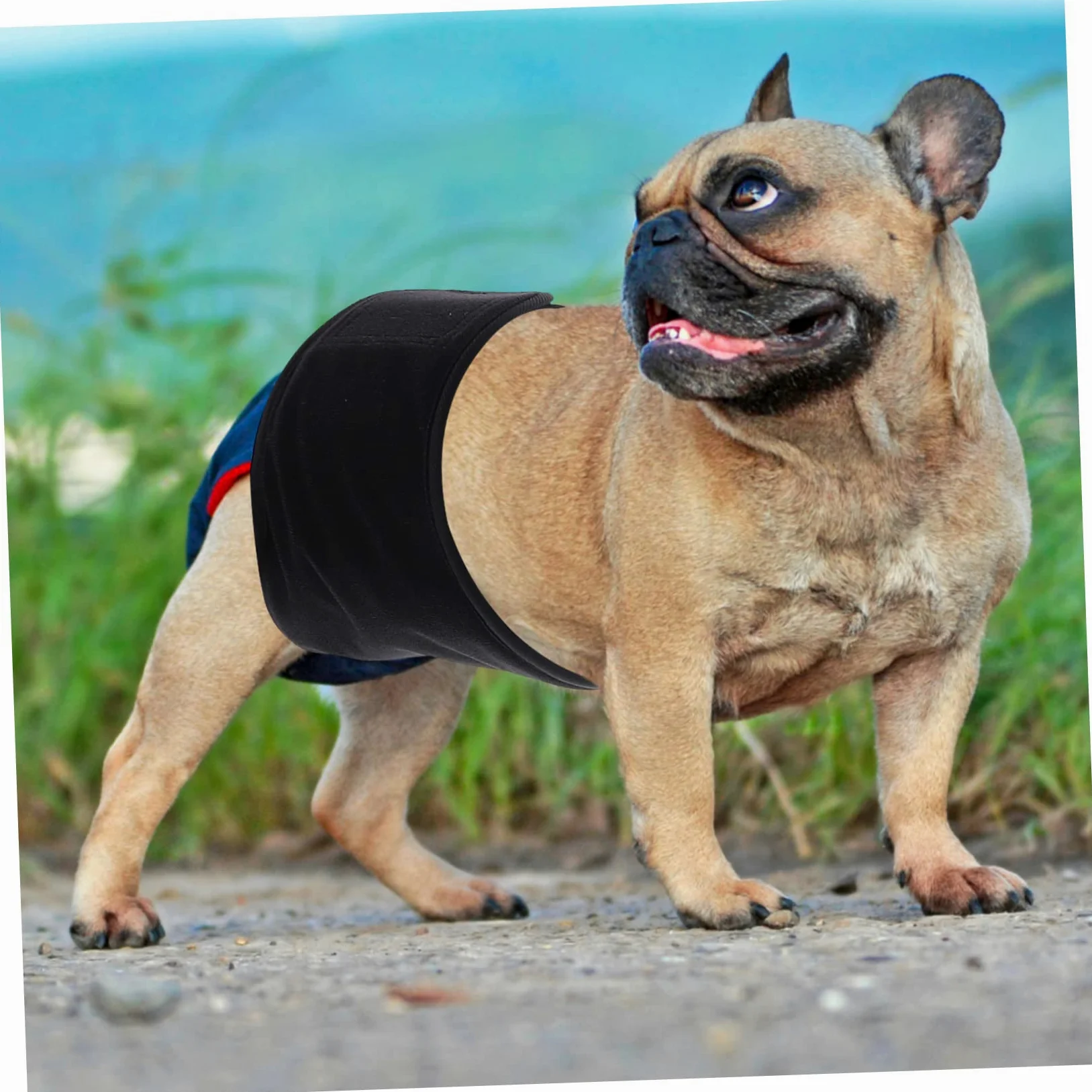 BESPORTBLE 3pezzi Banda Addominale Lavabile Per Cani Maschi Pannolino Riutilizzabile Per Animali Domestici Design Assorbente e Misura Media Ottima Per Uso Domestico e Viaggi