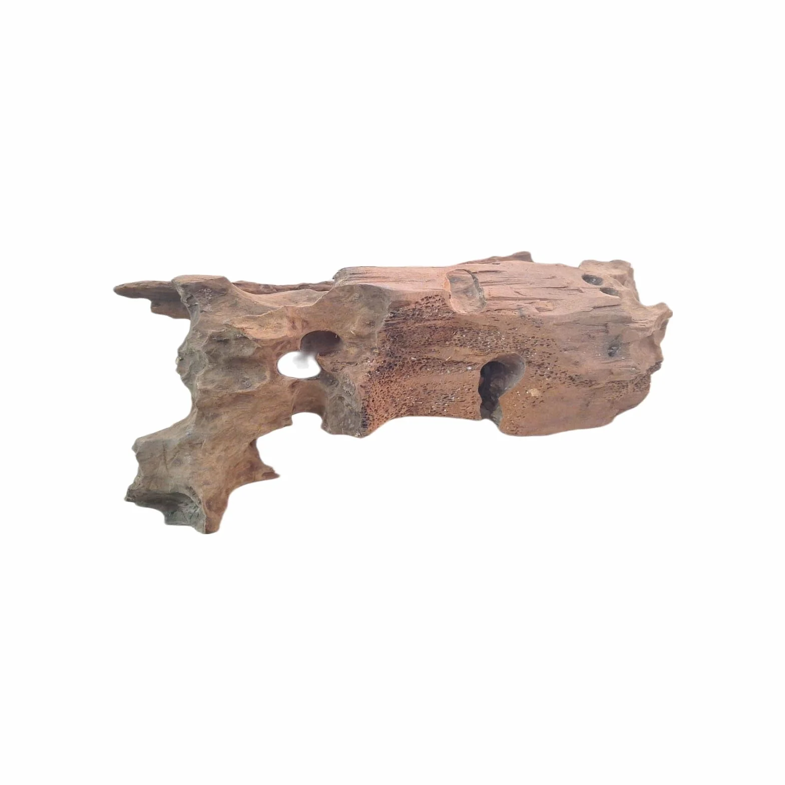 Legno Acquario Acqua Dolce Grande, Decorazione Naturale per Terrario, Rettili, Vivario e Paludario (M) 28-30 cm