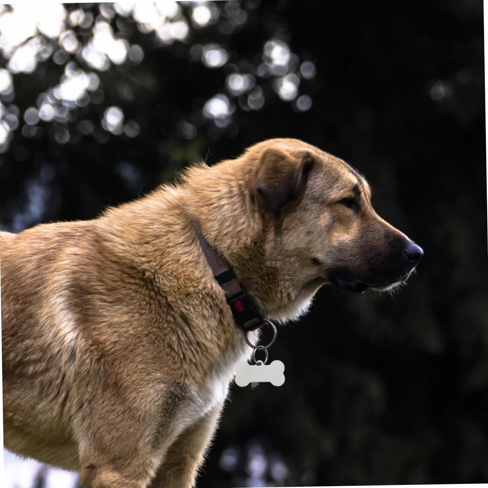 25pezzi Targhette Identificative Per Animali in Acciaio Inossidabile Forma Di Osso Incisibili Resistenti Per Cani e Gatti Marcatori Per Nomi