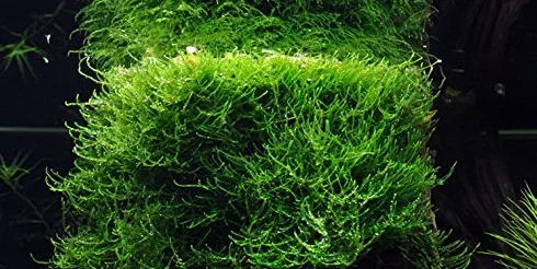 Java Moss Vesicularia Dubyana 1 Mazzo Piante Vive Acquario