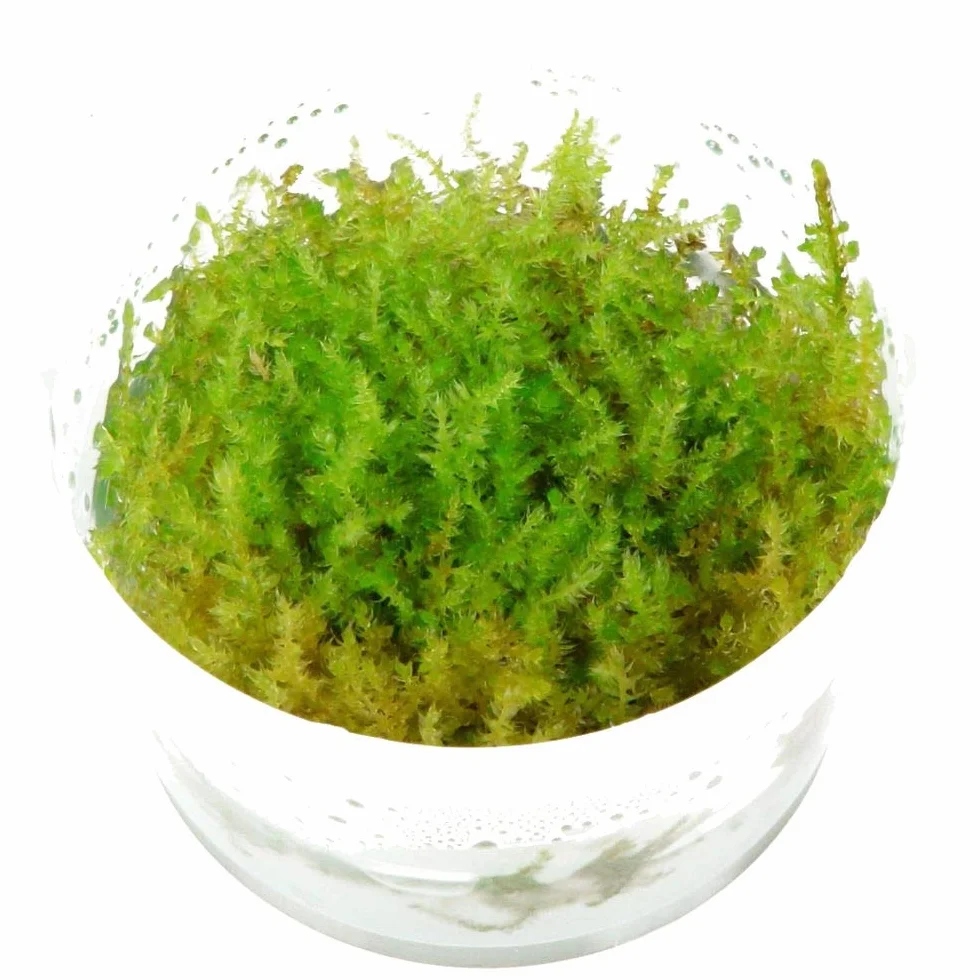 Tropica Acquario Pianta Muschio Vesicularia Dubyana 'Christmas No.003ATC in Vitro 1-2 Grow Piante Acquario Piante Acquario Piante Acquario