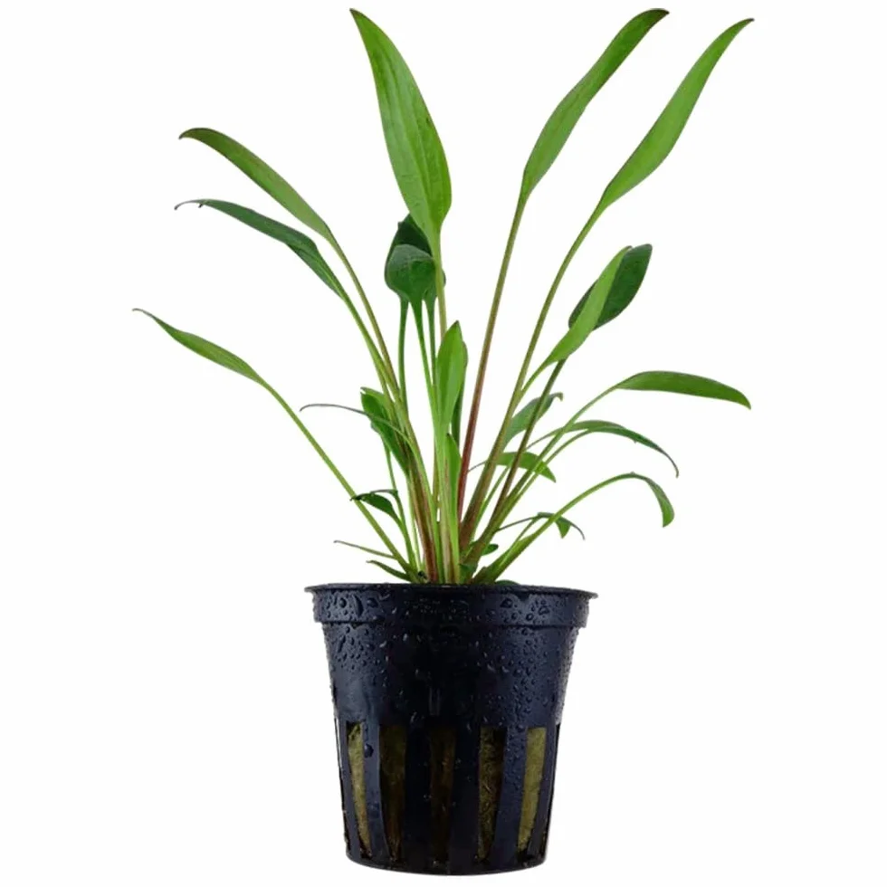 Tris Cryptocoryne “Nevellii” – Piantine Acquatiche Tappezzanti | Ideali per Neofiti ed Acquari Naturali