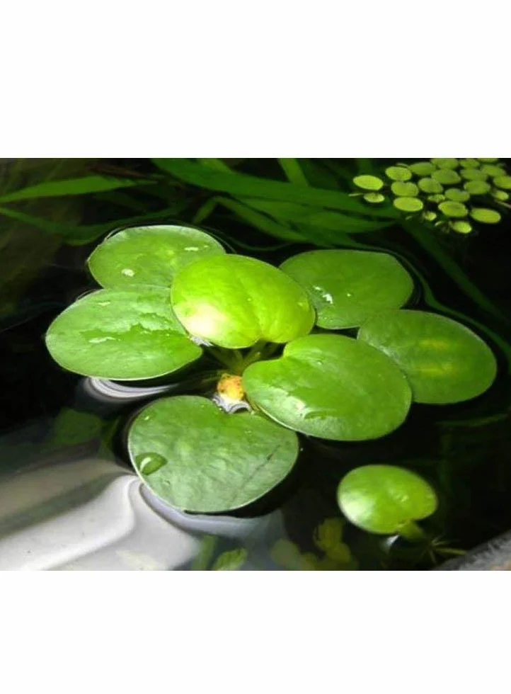 Limnobium Laevigatum amazon frogbit medie dimensioni piante galleggianti acquario