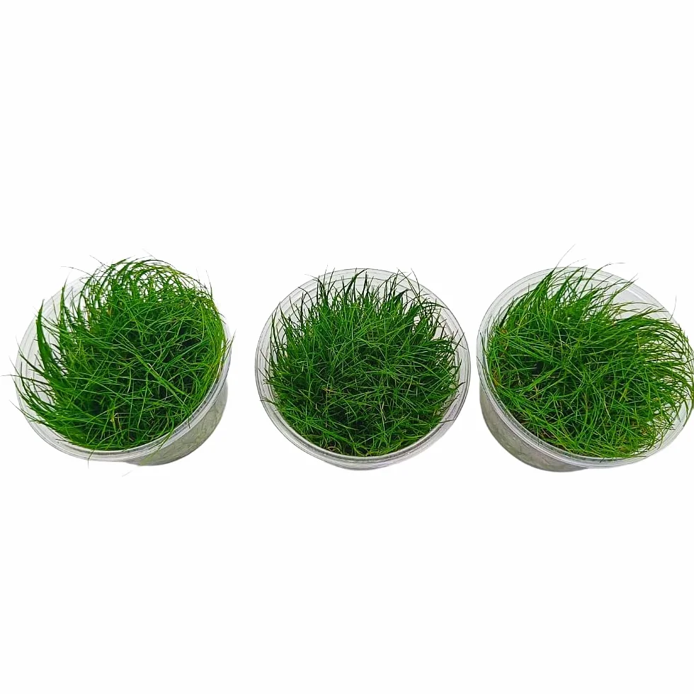 Eleocharis acicularis In Vitro | Pianta d’Acquario Tappezzante a Foglia Sottile | per Primo Piano in Acquario Dolce (Tris, 3, unità)