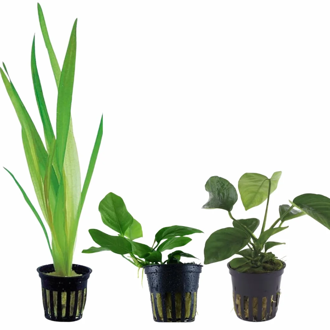 Anubias Barteri Vallisneria Gigantea Piante Vere per Acquario Kit Assortimento Resistenti Facili