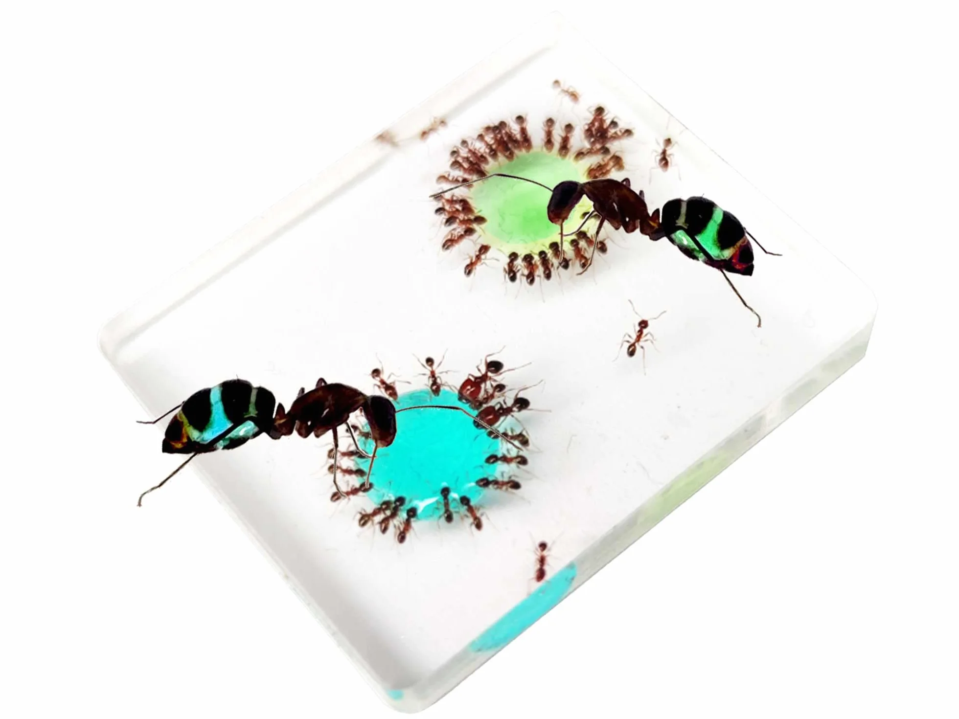 Mangime per formica Ottimo e irresistibile. Nuovo nettare di zucchero blu e verde, confezione risparmio con 2 bottiglie da 50 ml