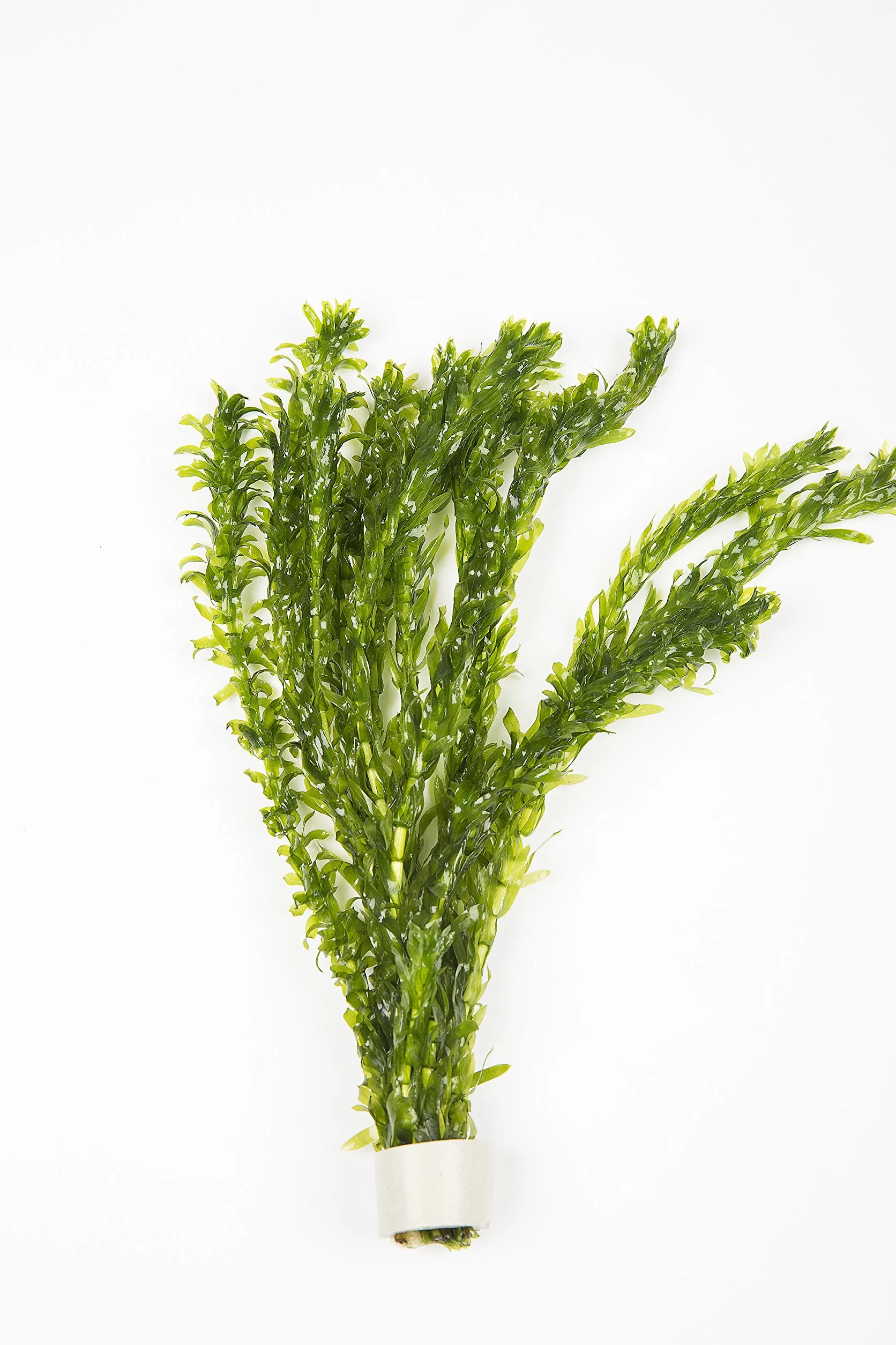 2 x mazzo di alga ossigenante con peso = 10 gambi di Elodea densa, pianta viva da stagno, piante acquatiche anche da acquario