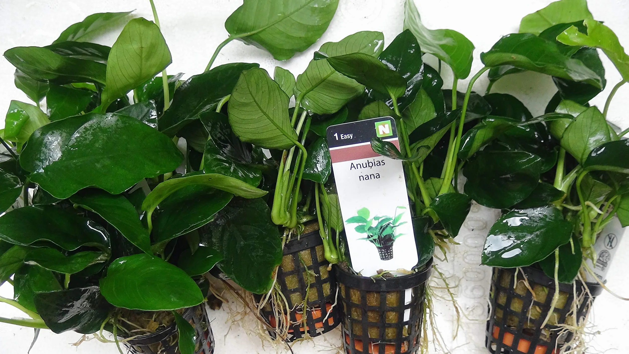 ANUBIAS Nana Piante Vive per Acquario