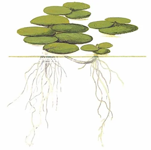 Morso di rana sudamericano - Limnobium laevigatum - Tropica InVitro