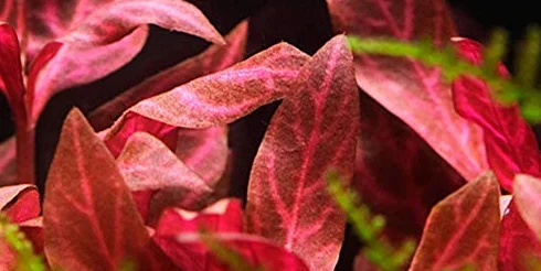 Alternanthera reineckii Rosanervig - x1 Mazzo - - Pianta Acquario Vivo