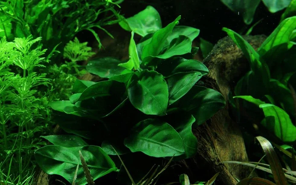 Anubias barteri nana roślina akwariowa AquaOne, korzeń/ryzom ukorzeniony, łatwa w czyszczeniu dekoracja aquascaping
