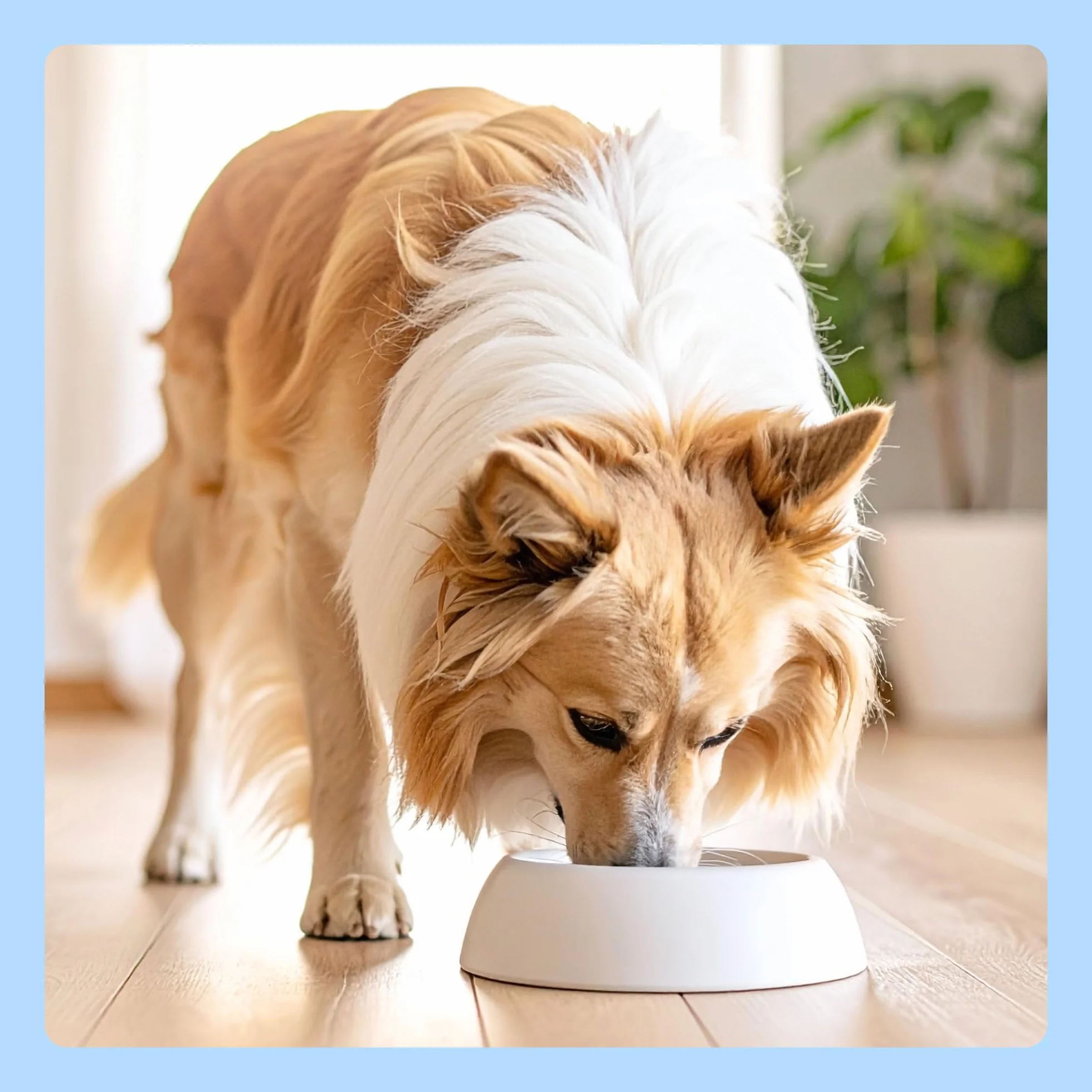 by Amazon, Cibo umido per cani, bocconcini di pollame in salsa, 1,24 kg