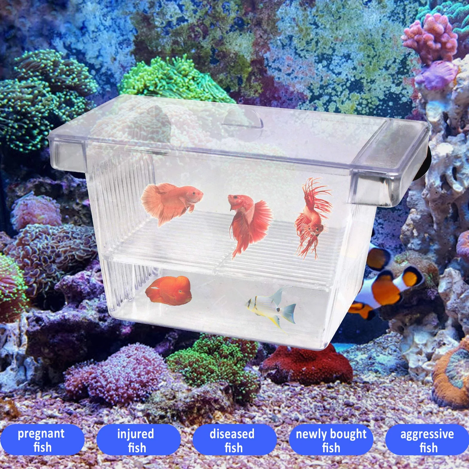 2 Pezzi Sala Parto per Pesci, 12,5 * 7 * 7cm Scatola di Isolamento Trasparente a Doppia Strato, Incubatrice Acquario per Allevamento in Acrilico Con Griglia in Rete - 4 Ventose