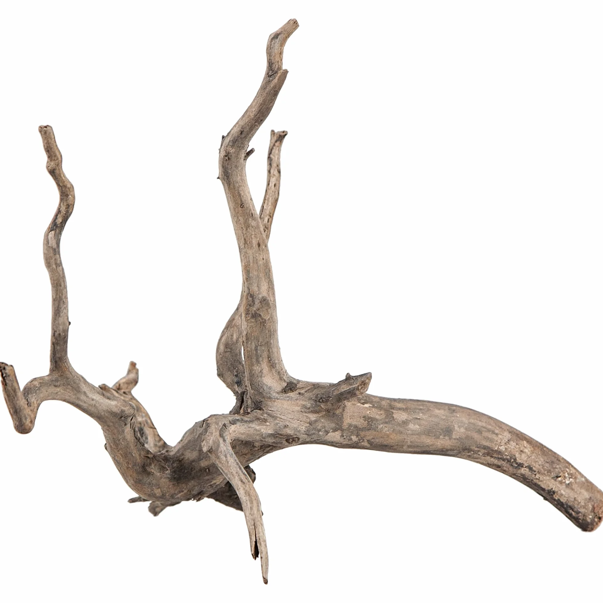 Sera Scaper Root (Prezzo per Radici) Diverse Misure – Legno Naturale Decorazione per Acquario – Decorazione acquascaping