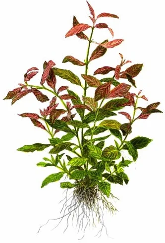 Hygrophila Polysperma Rosanervig 1 Mazzo Piante vive per acquario