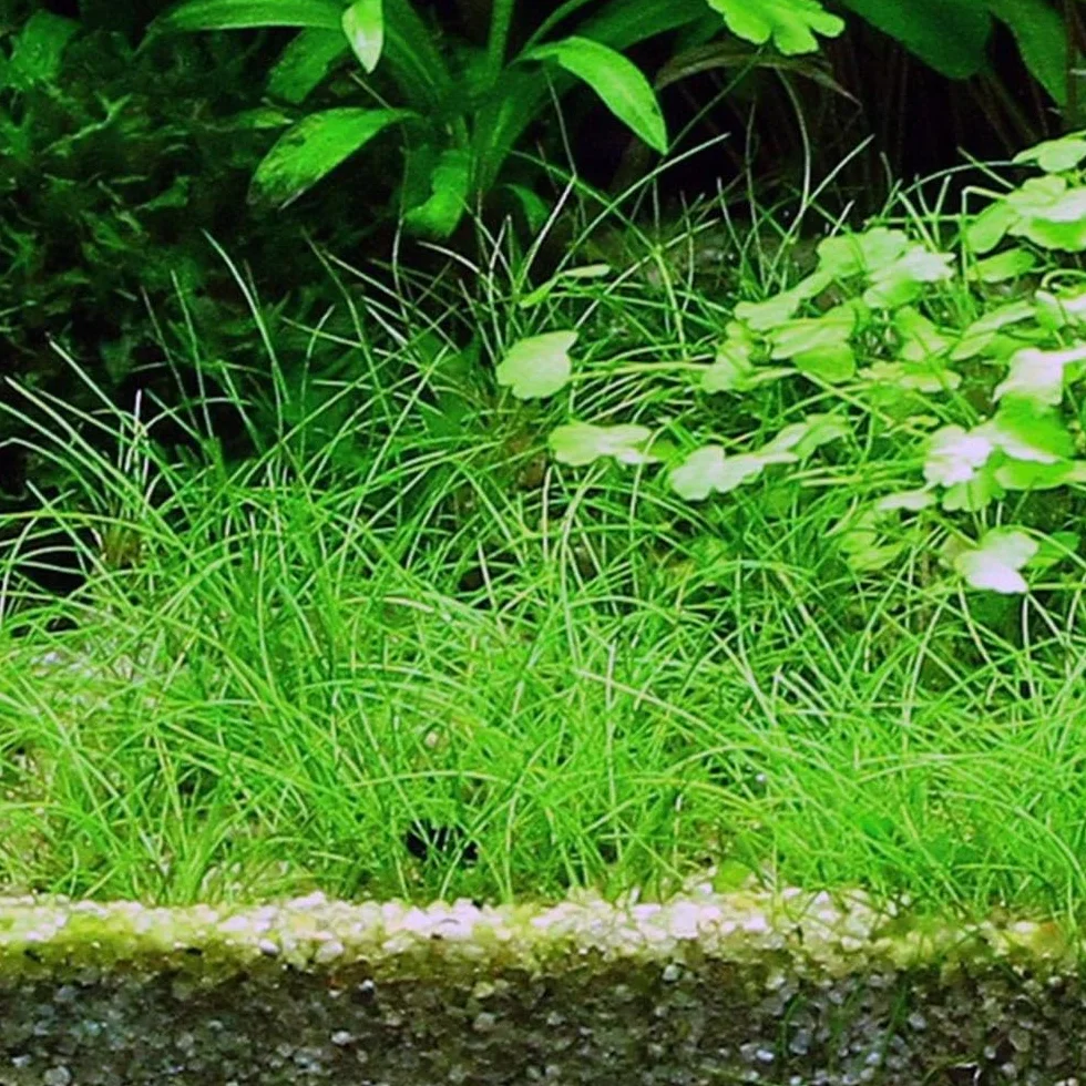Eleocharis acicularis In Vitro | Pianta d’Acquario Tappezzante a Foglia Sottile | per Primo Piano in Acquario Dolce (Tris, 3, unità)