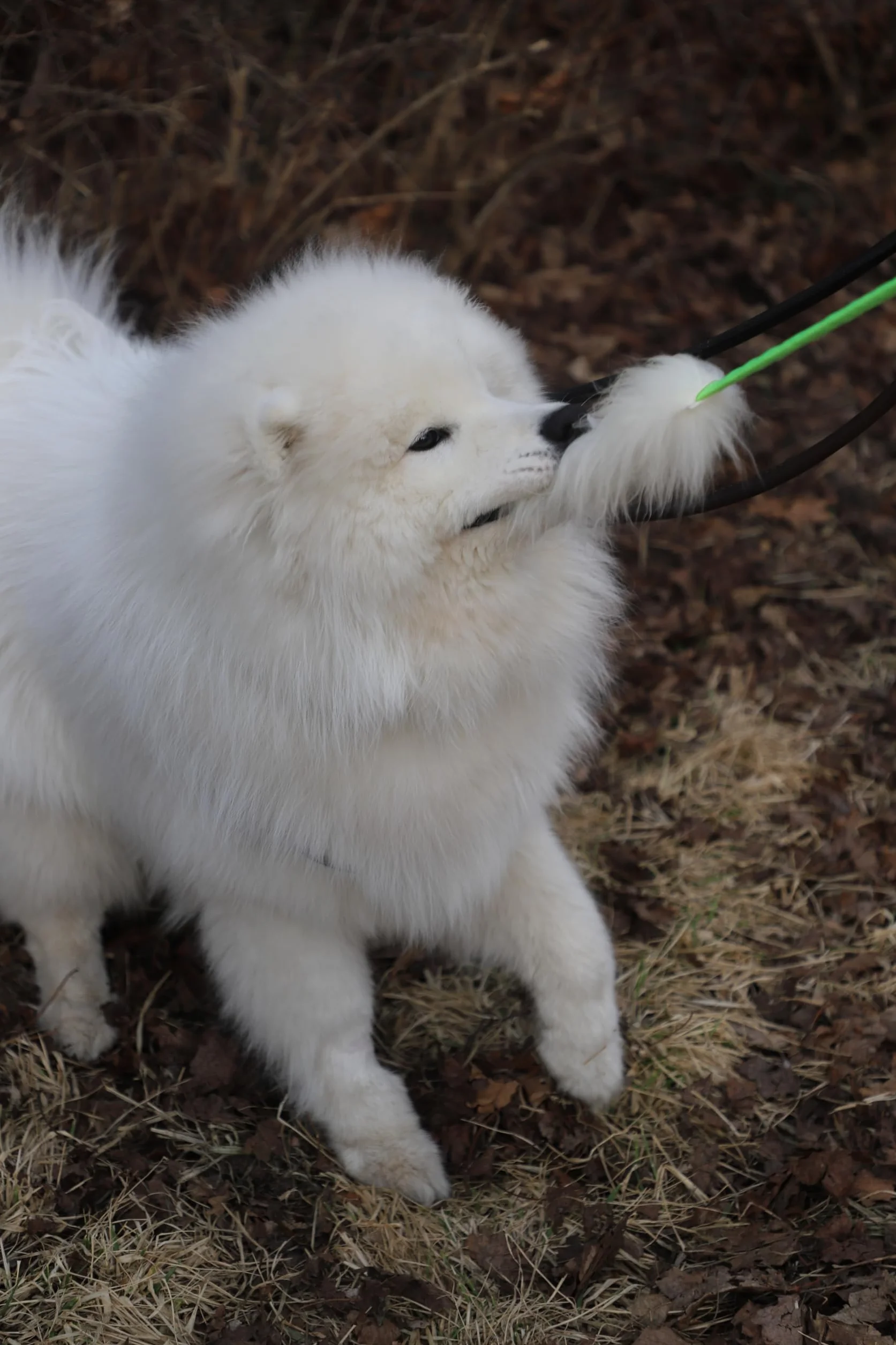 Dingo 15581 - Giocattolo per cani, in pelle di pecora con elastico verde, motivazione agilità, per allenamento e divertimento