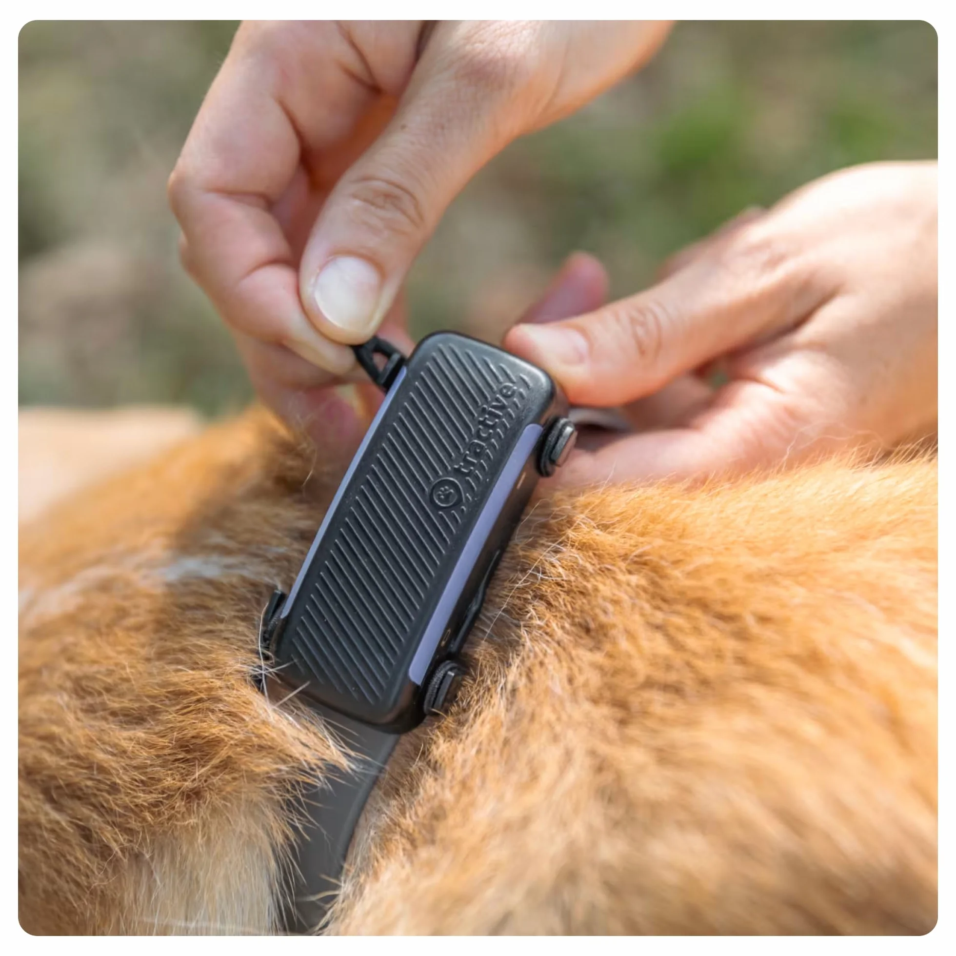 Tractive - 2 clip in tessuto per il GPS per cani Tractive DOG 6 (nero) - formato grande (L)