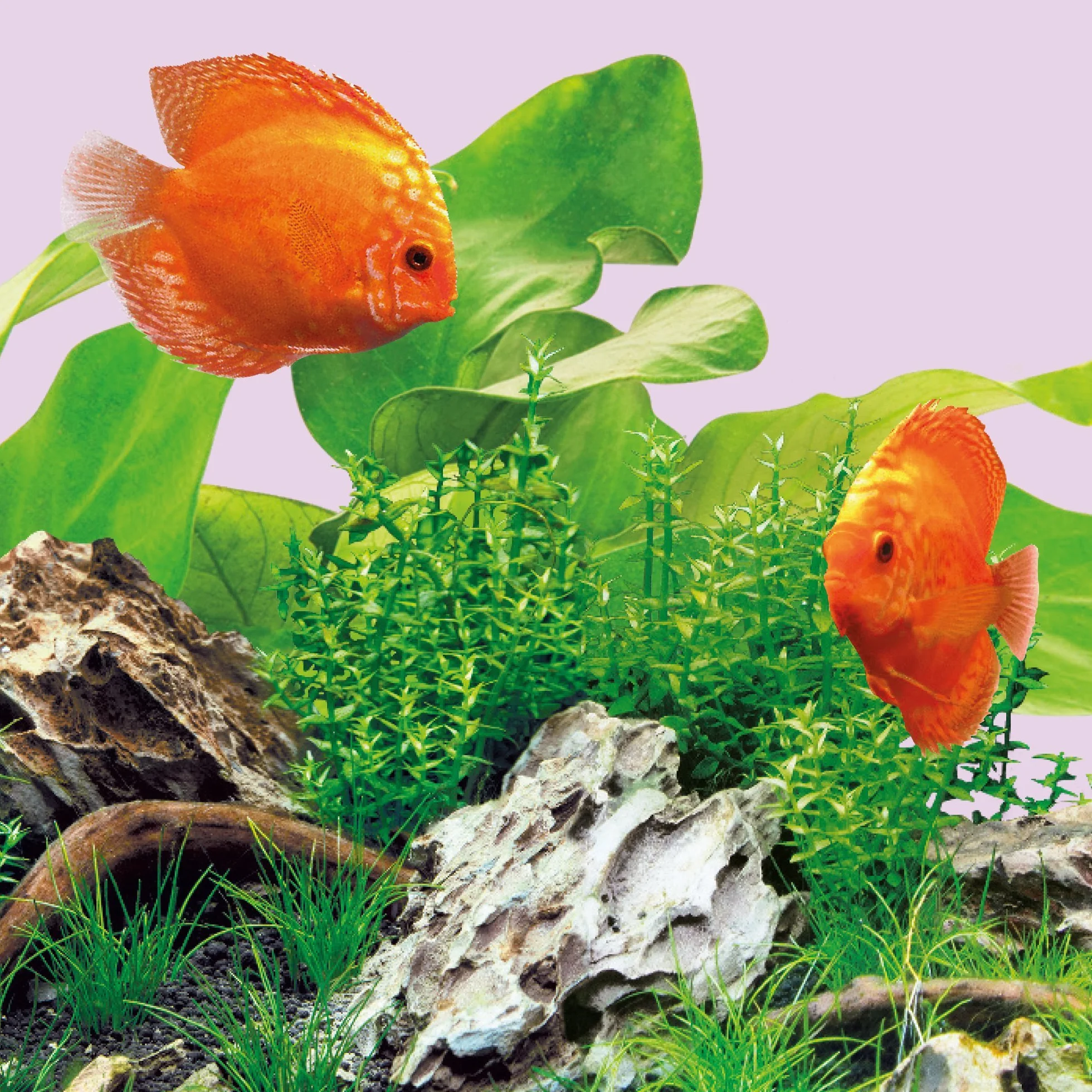 Juwel Aquarium, tubo a LED colorato, illuminazione per acquario