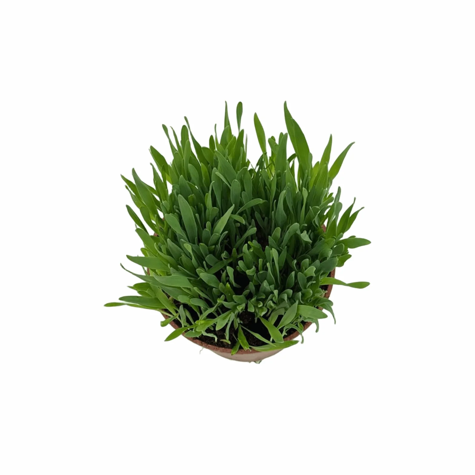 VANDAS Erba per Gatti – Pianta in Vaso 14 cm | Pronta al Consumo | Naturale e Sicura Senza Pesticidi | Uso Interno ed Esterno (3)