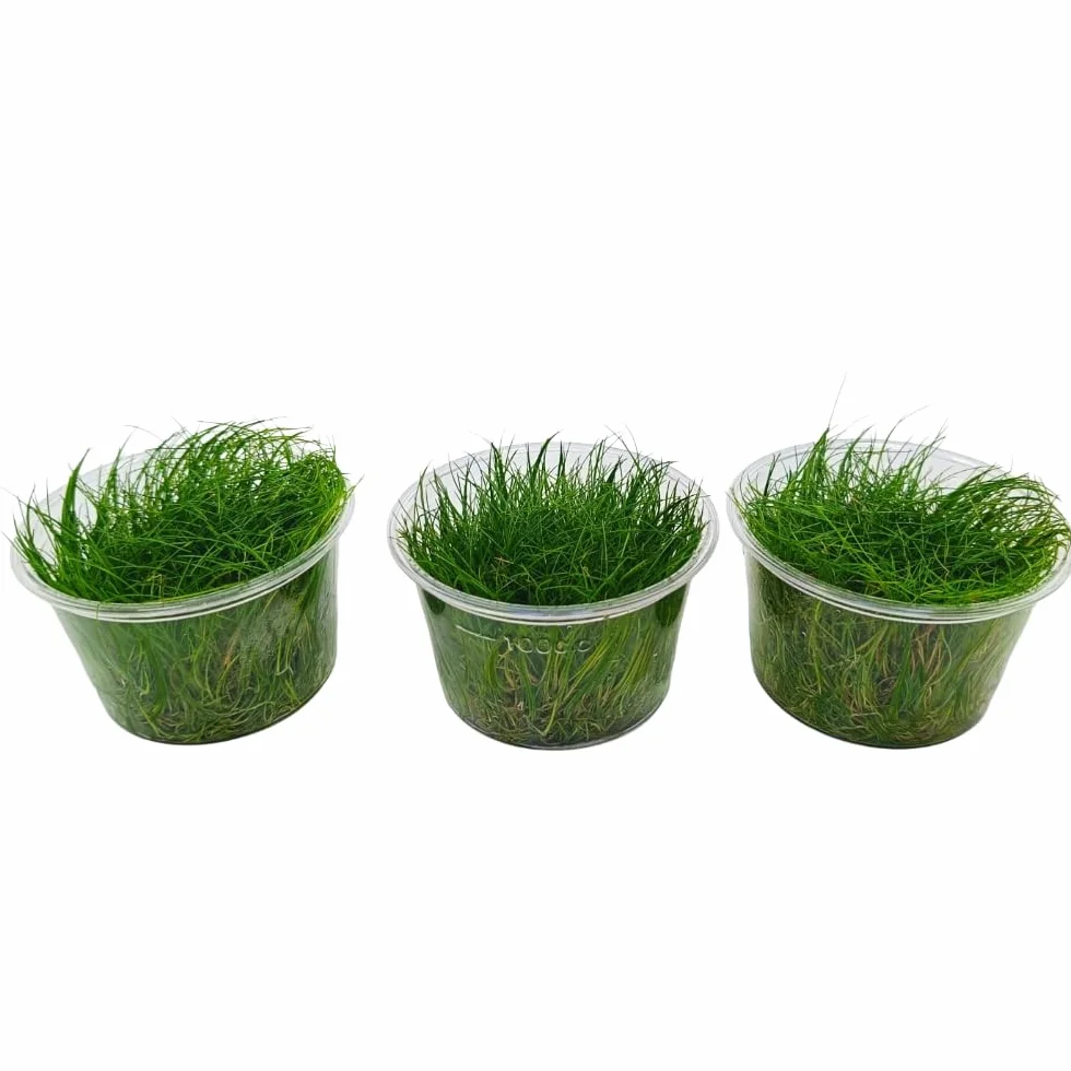 Eleocharis acicularis In Vitro | Pianta d’Acquario Tappezzante a Foglia Sottile | per Primo Piano in Acquario Dolce (Tris, 3, unità)